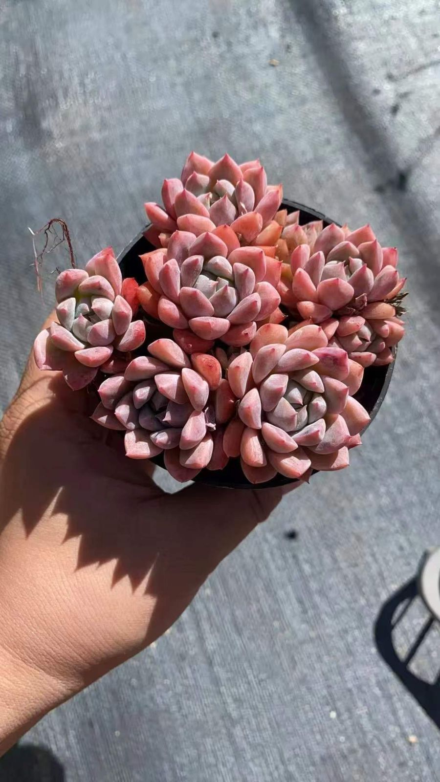 新入荷 ピンクシロ RC2042×18苗 抜き苗 多肉植物 詰め合わせ アエオニウム エケベリア サボテン 韓国苗