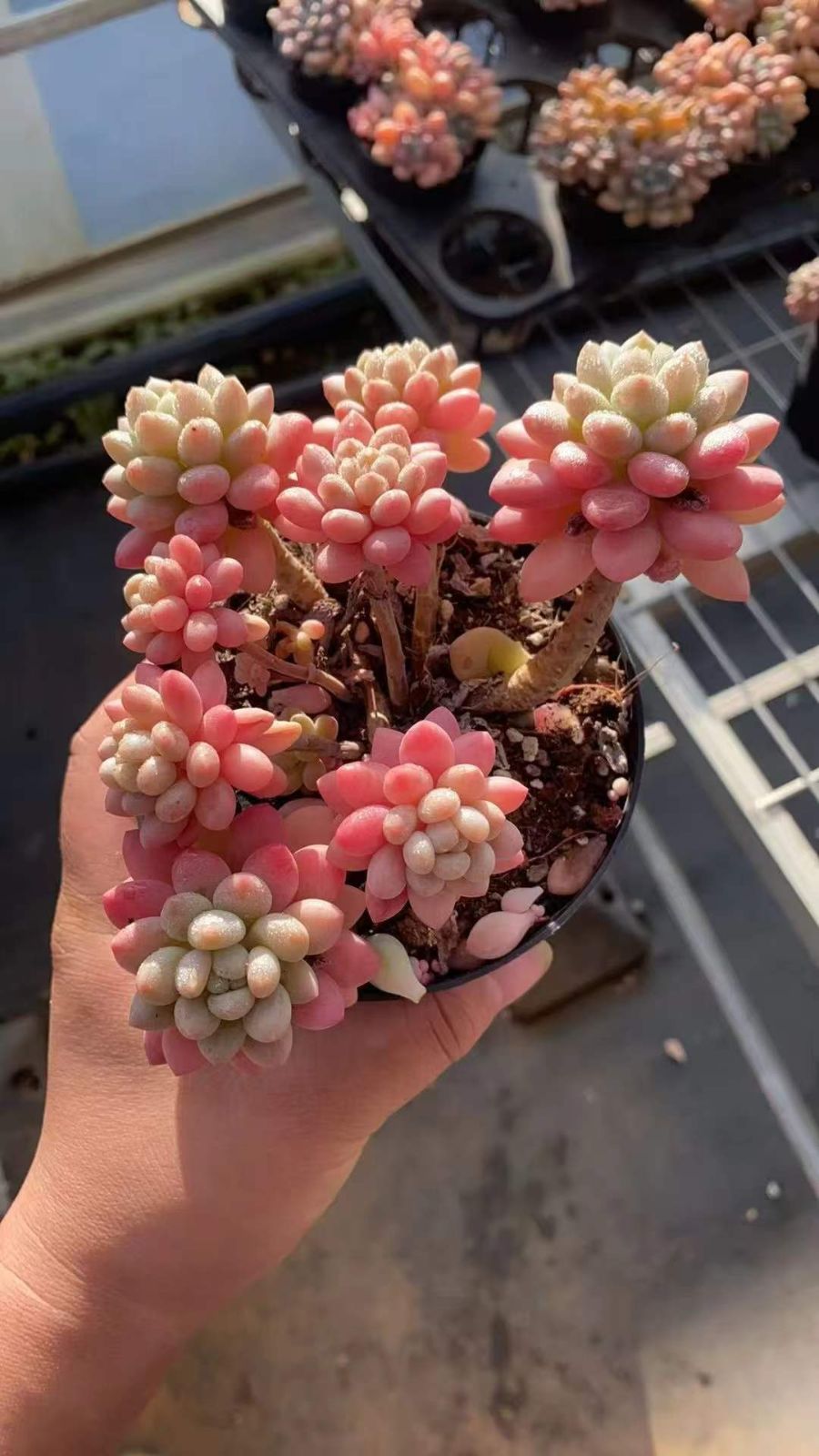 新入荷 キャビア RC 2062 12苗 抜き苗 多肉植物 詰め合わせ アエオニウム エケベリア サボテン 韓国苗