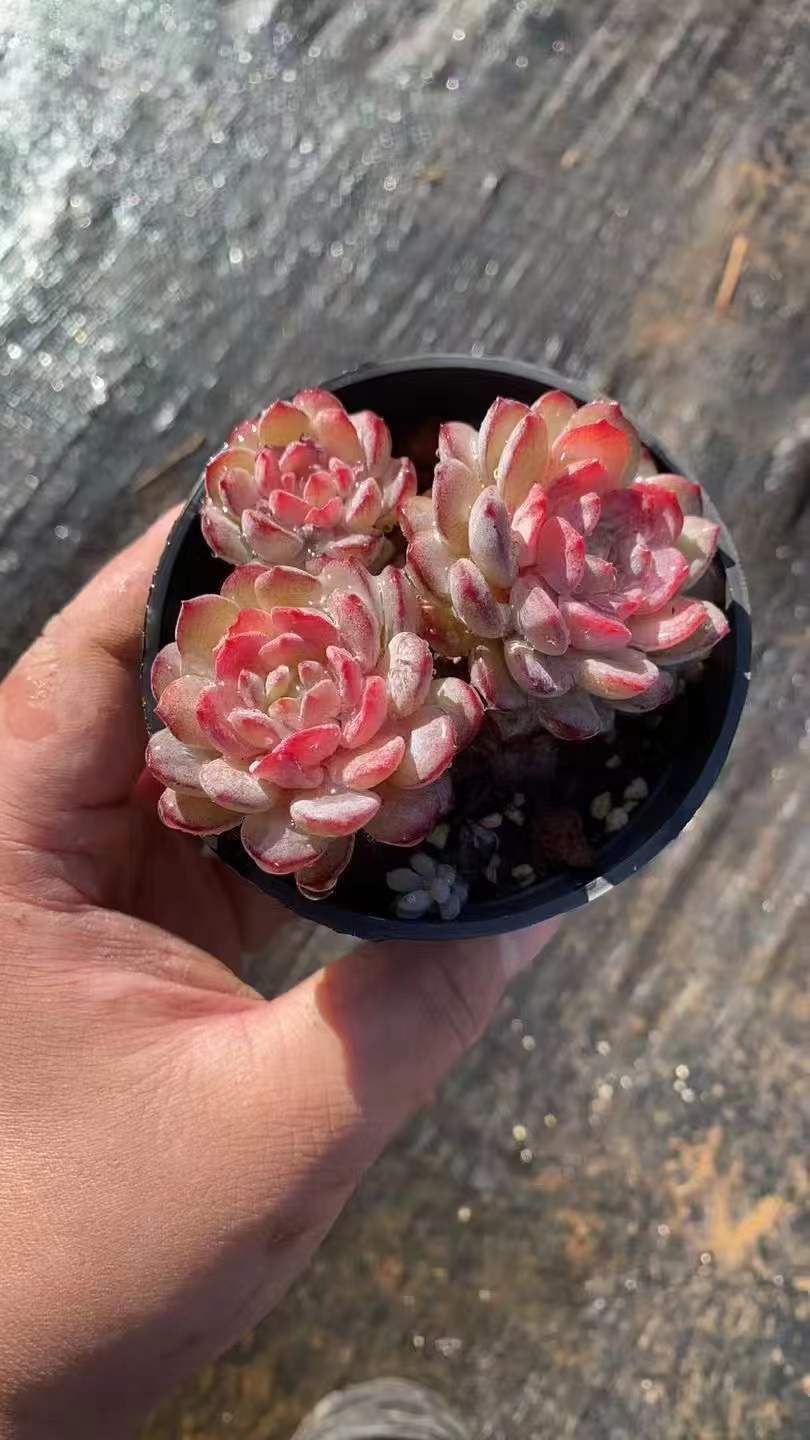 新入荷 ルビン RC 2075 36苗 抜き苗 多肉植物 詰め合わせ アエオニウム エケベリア サボテン 韓国苗