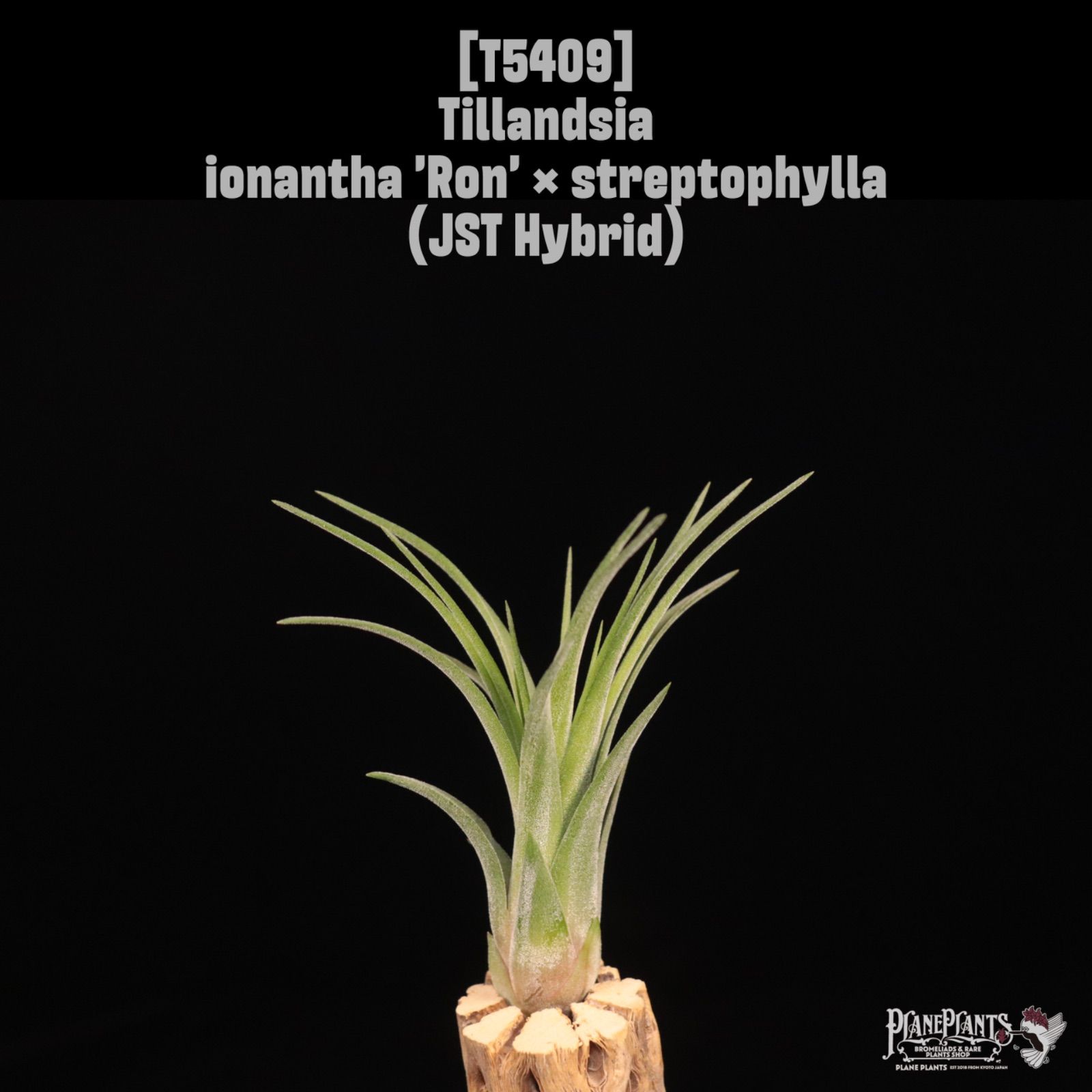 送料無料】ionantha 'Ron' × streptophylla (JST Hybrid)〔エア