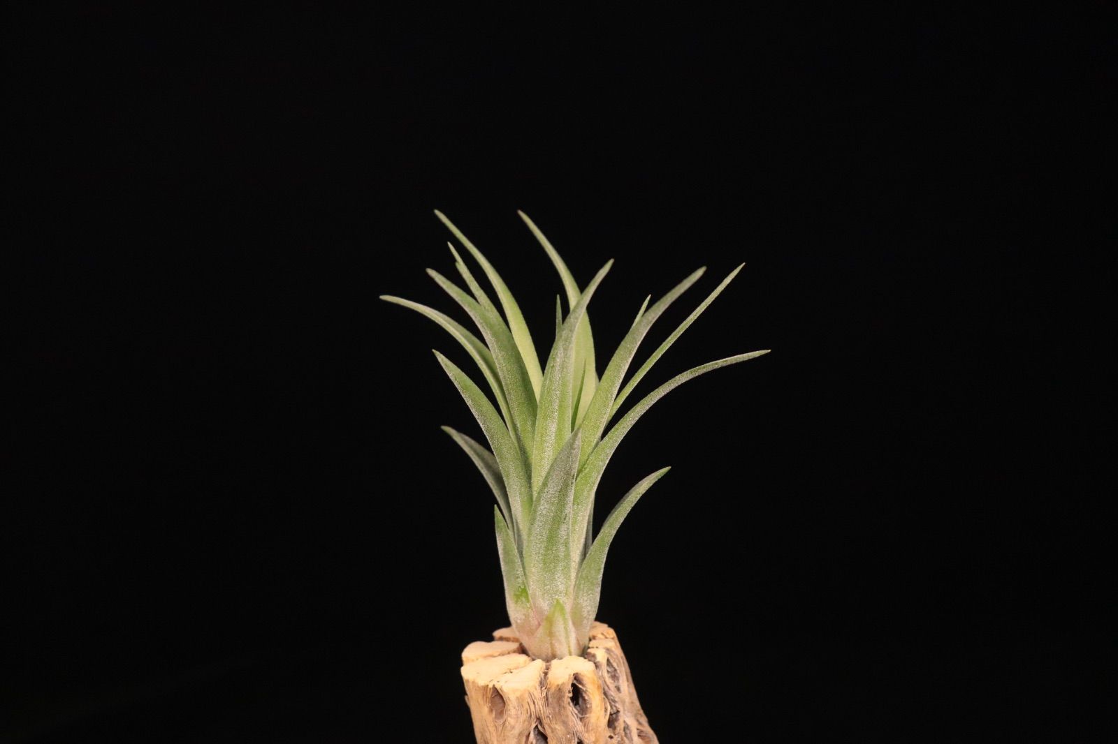 送料無料】ionantha 'Ron' × streptophylla (JST Hybrid)〔エア