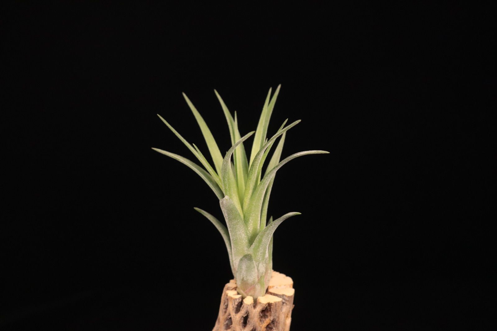 送料無料】ionantha 'Ron' × streptophylla (JST Hybrid)〔エア