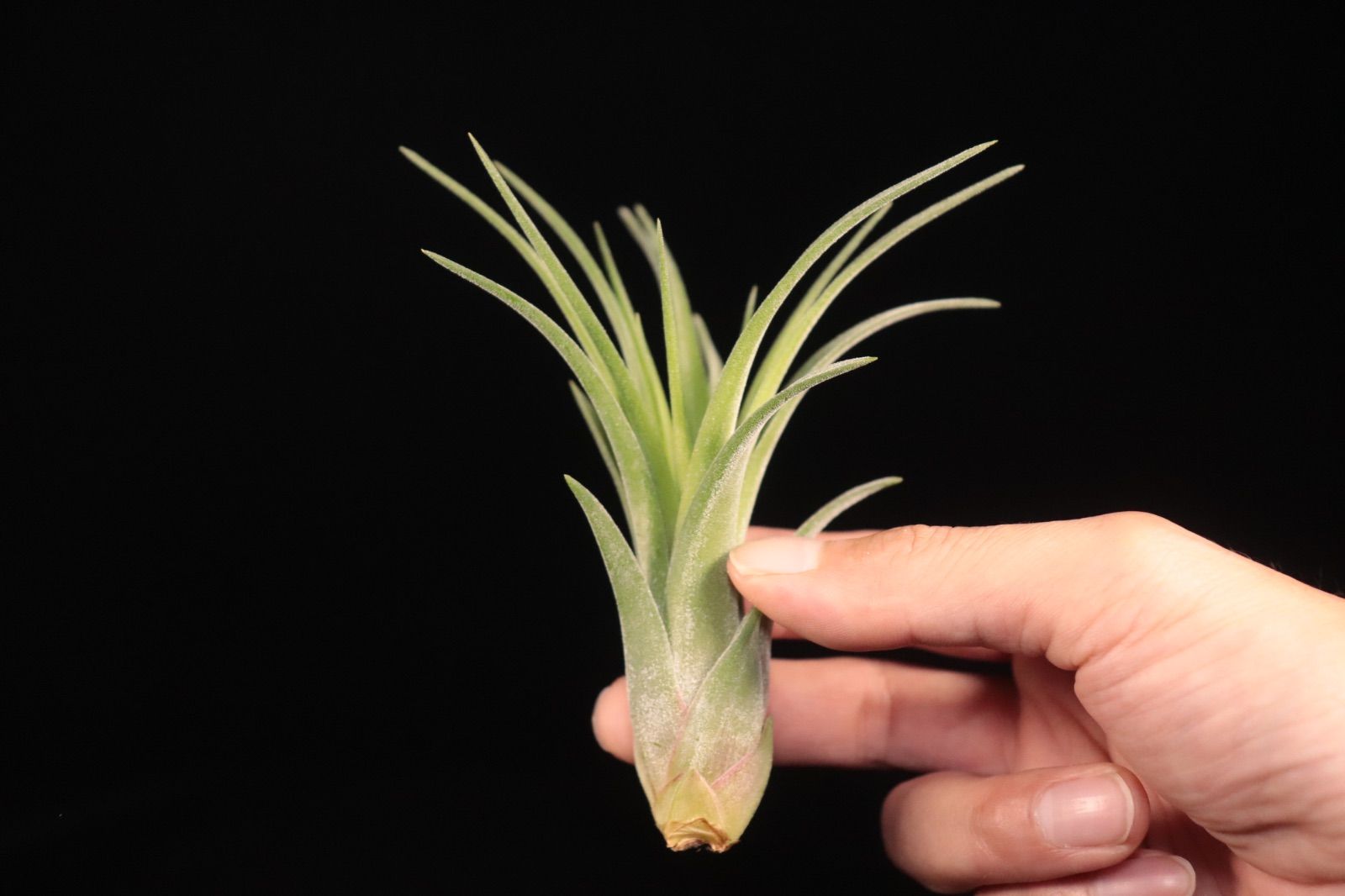 送料無料】ionantha 'Ron' × streptophylla (JST Hybrid)〔エア