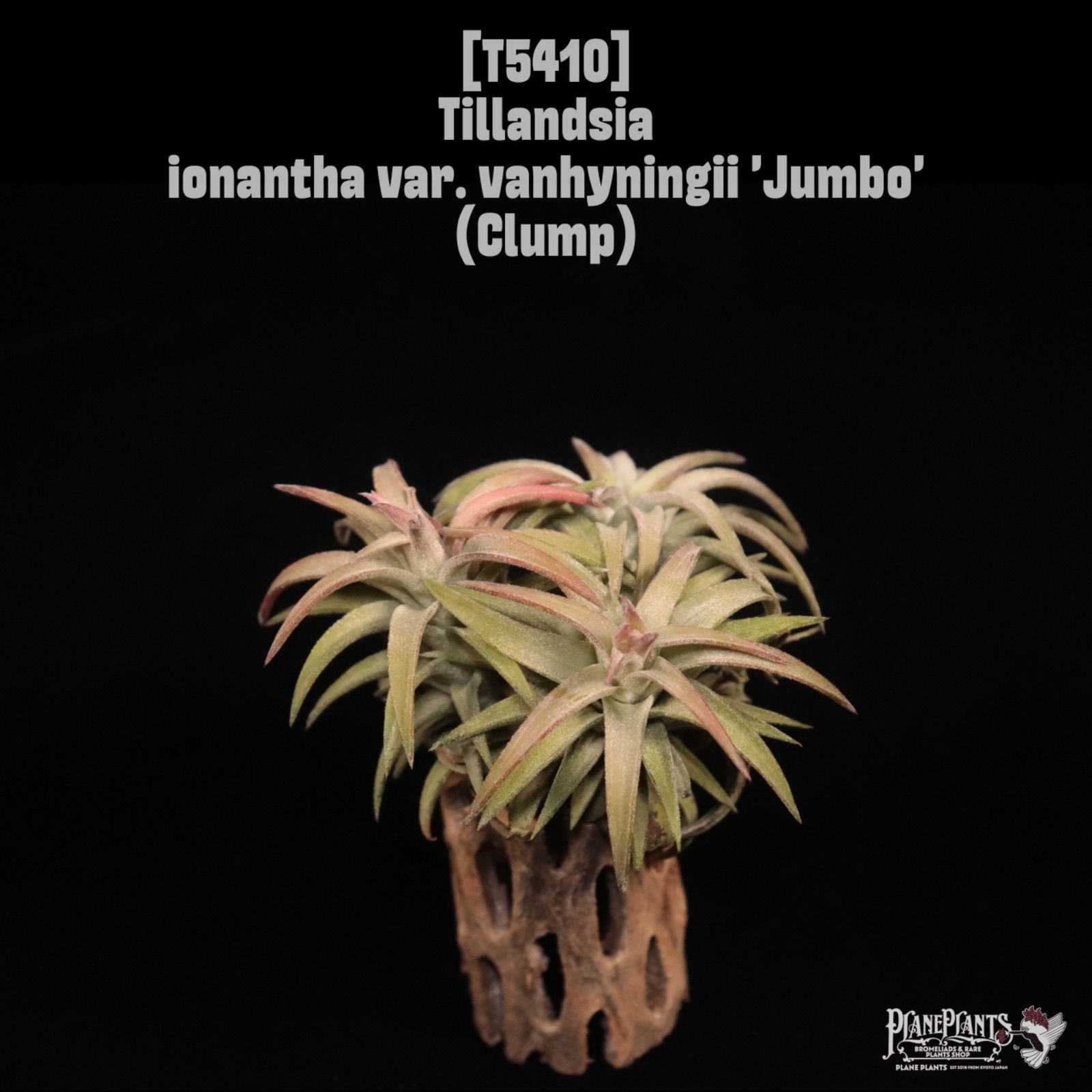 送料無料】ionantha var. vanhyningii 'Jumbo' Clump〔エアプランツ