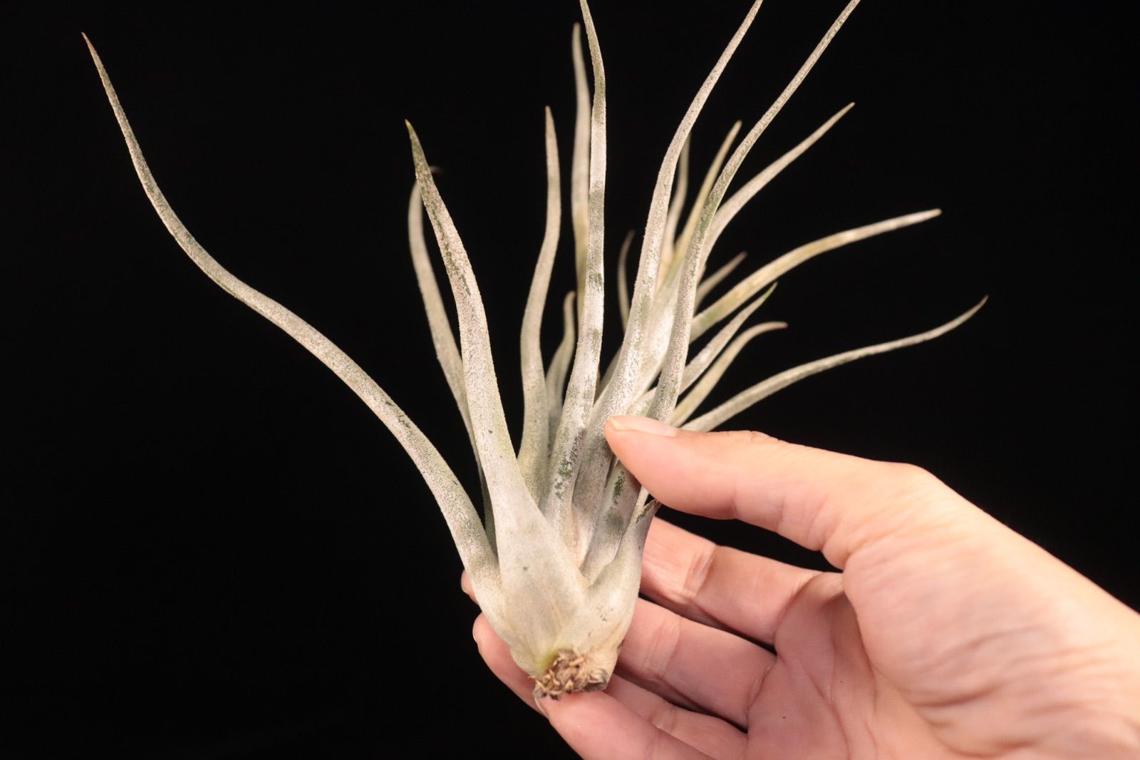 送料無料】'Kraken'〔エアプランツ〕現品発送T5413 /@plane plants