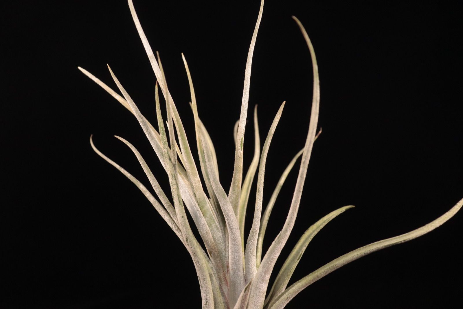 送料無料】'Kraken'〔エアプランツ〕現品発送T5413 /@plane plants