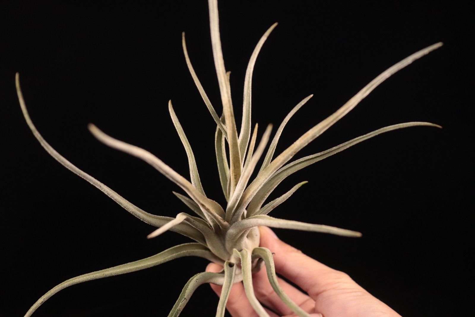 送料無料】'Kraken'〔エアプランツ〕現品発送T5413 /@plane plants