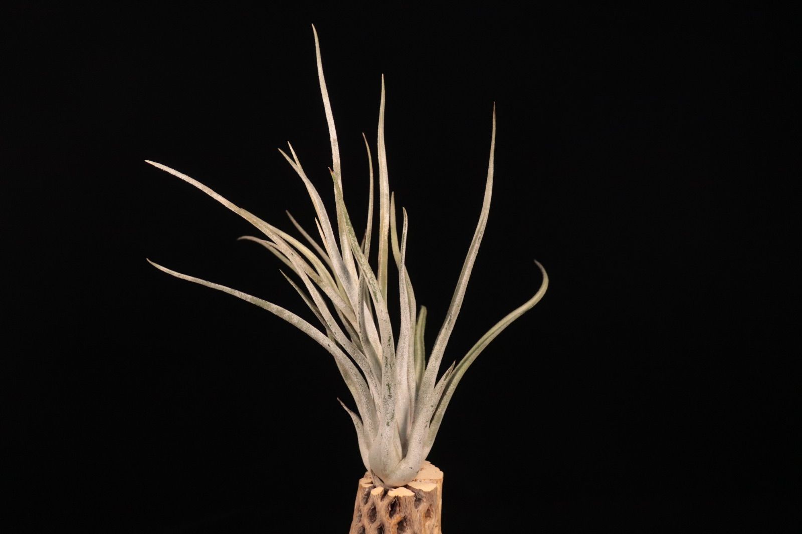 【送料無料】'Kraken'〔エアプランツ〕現品発送T5147 送料無料】'Kraken'〔エアプランツ〕現品発送T5413 /@plane plants