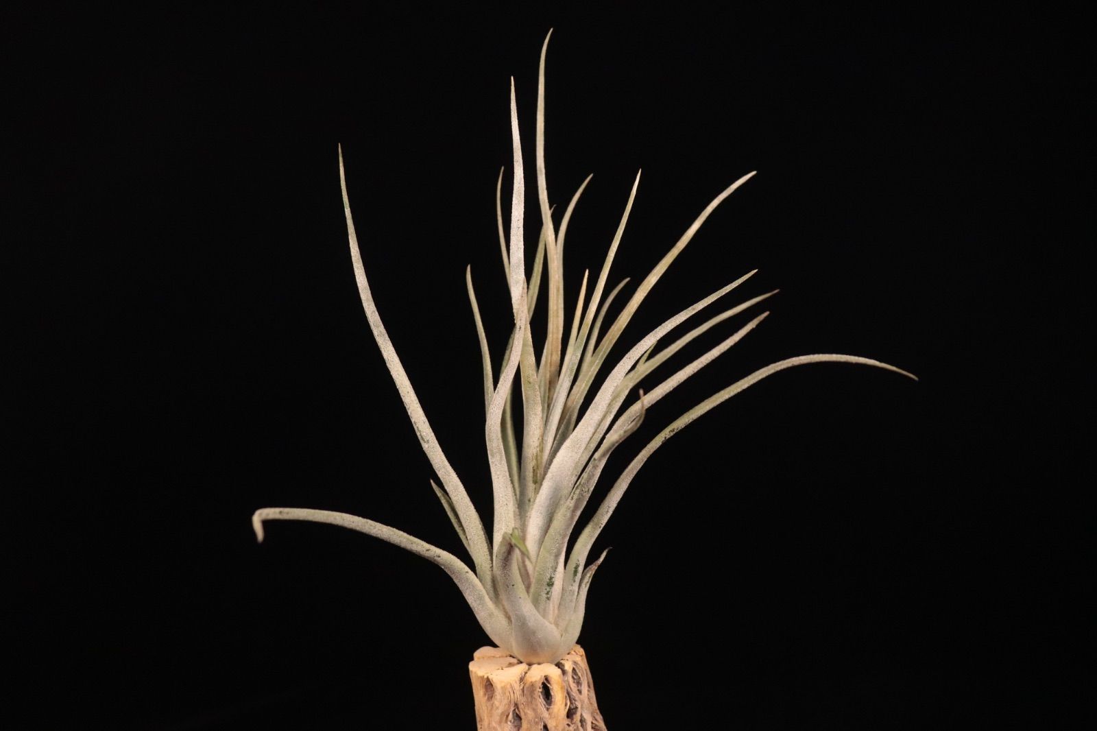 送料無料】'Kraken'〔エアプランツ〕現品発送T5413 /@plane plants