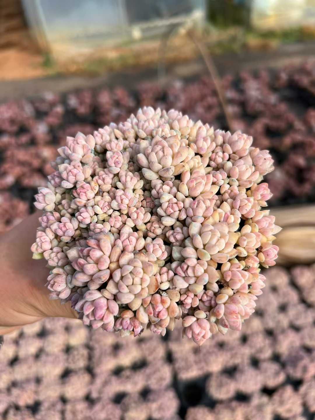 15鉢の土鉢付きセット】ピンクバイン 多肉植物 佐川急便発送