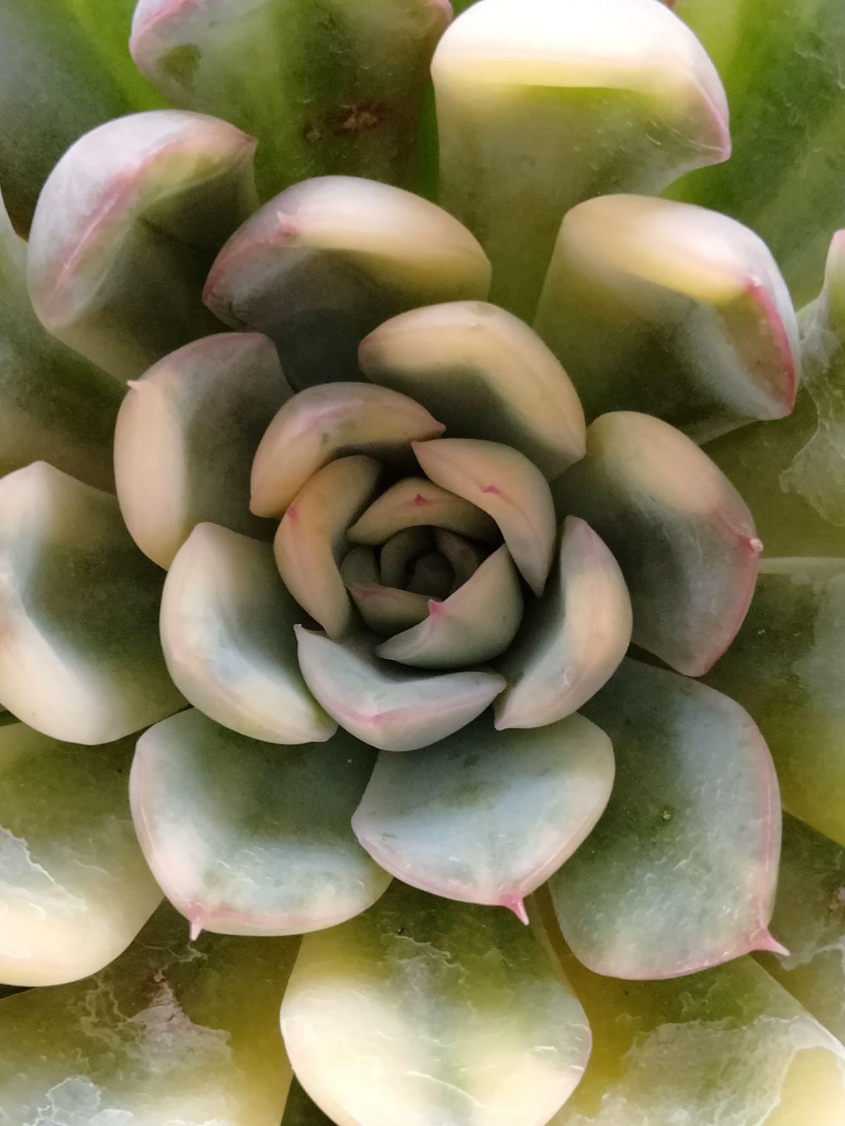 多肉植物 オリオン錦 - メルカリ