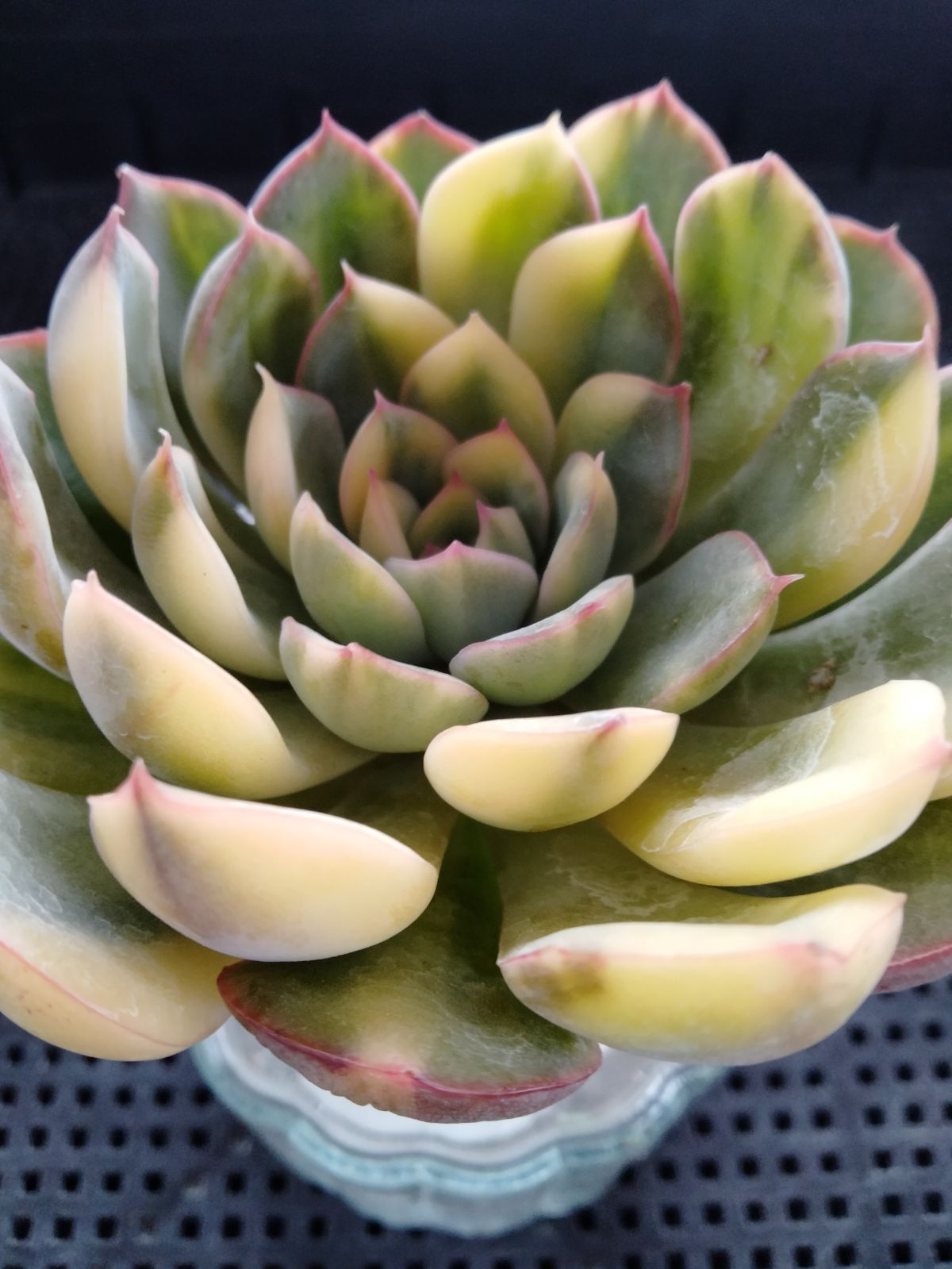 多肉植物 オリオン錦 - メルカリ