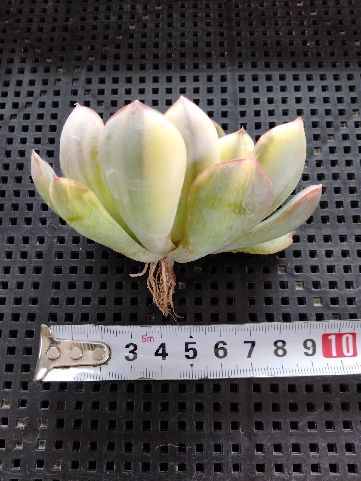 多肉植物 オリオン錦 - メルカリ