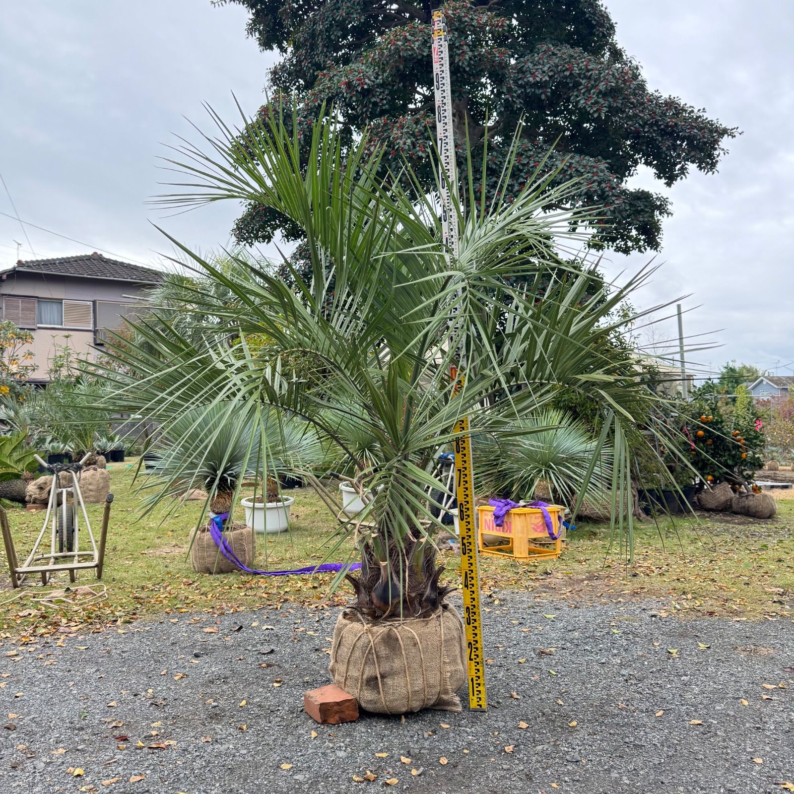 ココスヤシ - メルカリ