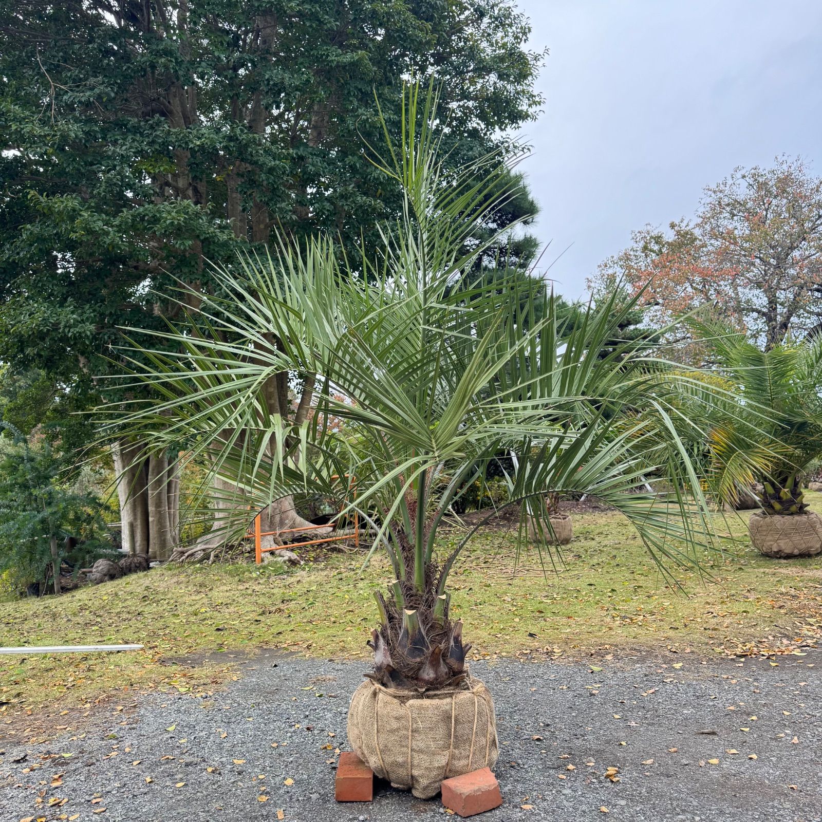 ココスヤシ - メルカリ