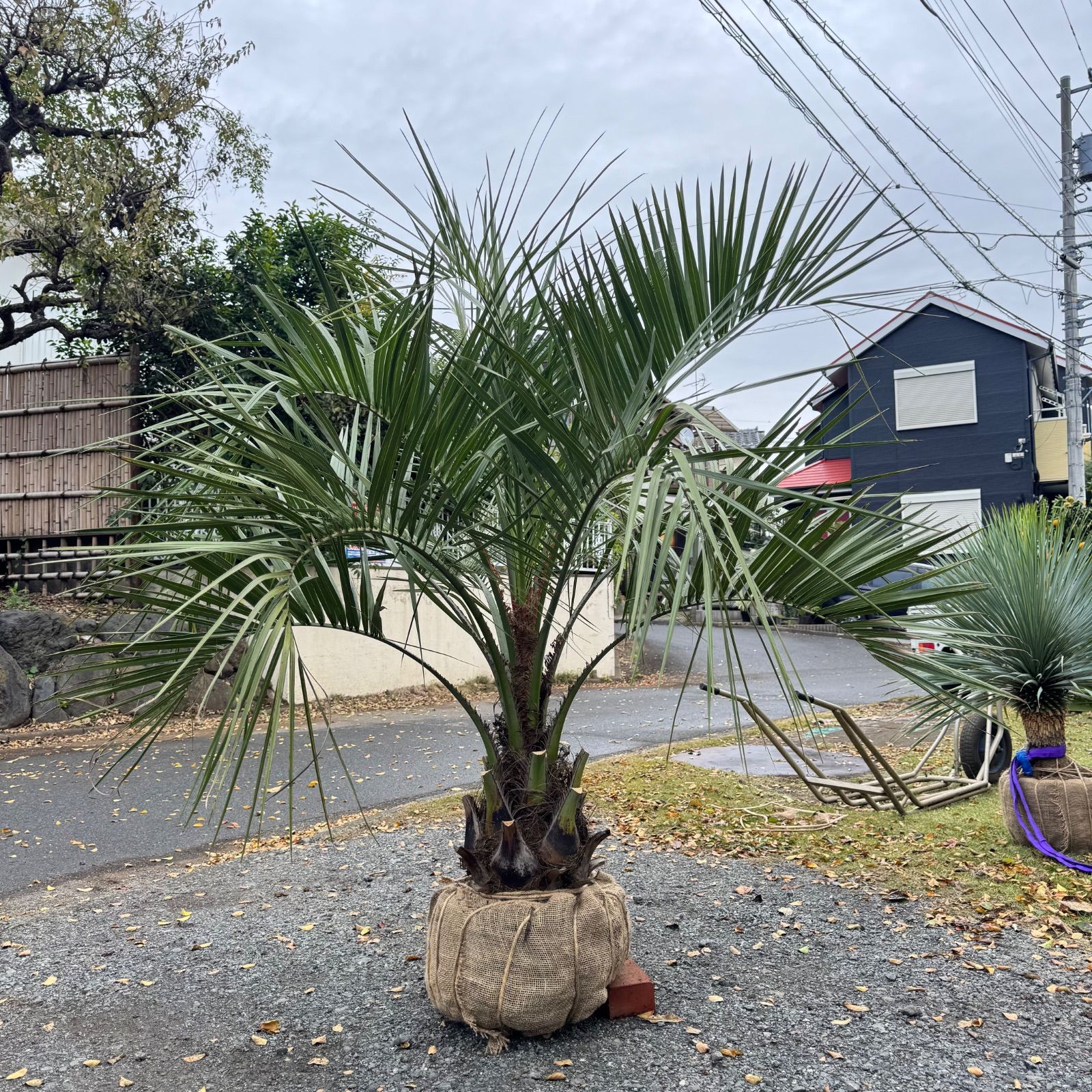 ココスヤシ - メルカリ