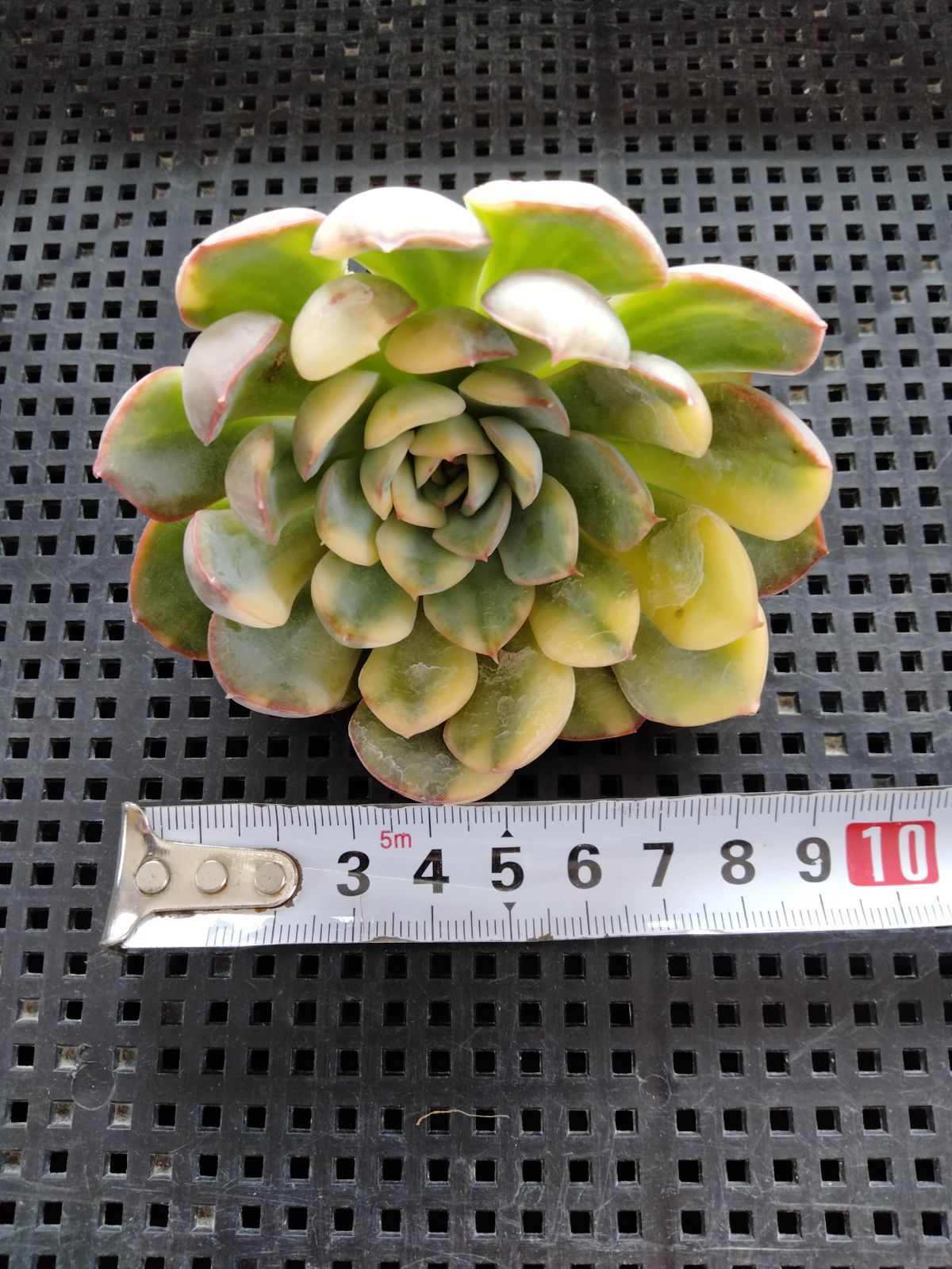 多肉植物 オリオン錦 - メルカリ