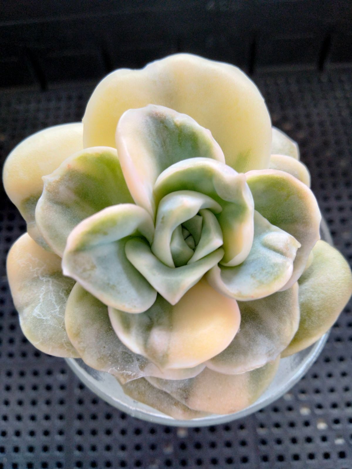 多肉植物 バンプラブリーローズ錦 - メルカリ