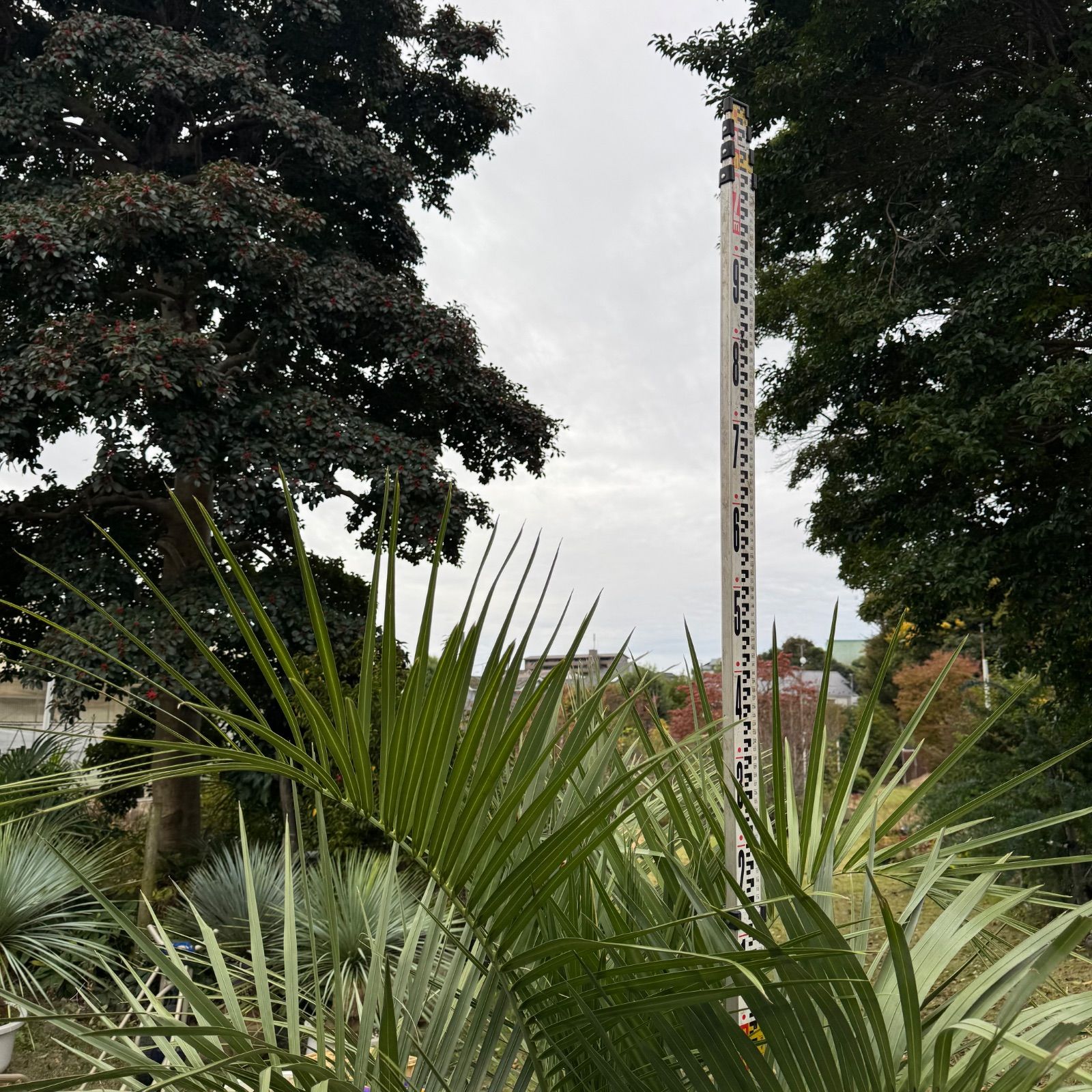 ココスヤシ - メルカリ