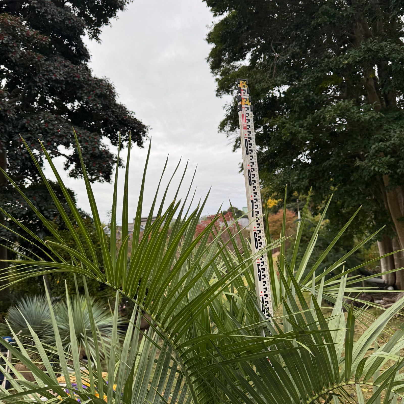 ココスヤシ - メルカリ