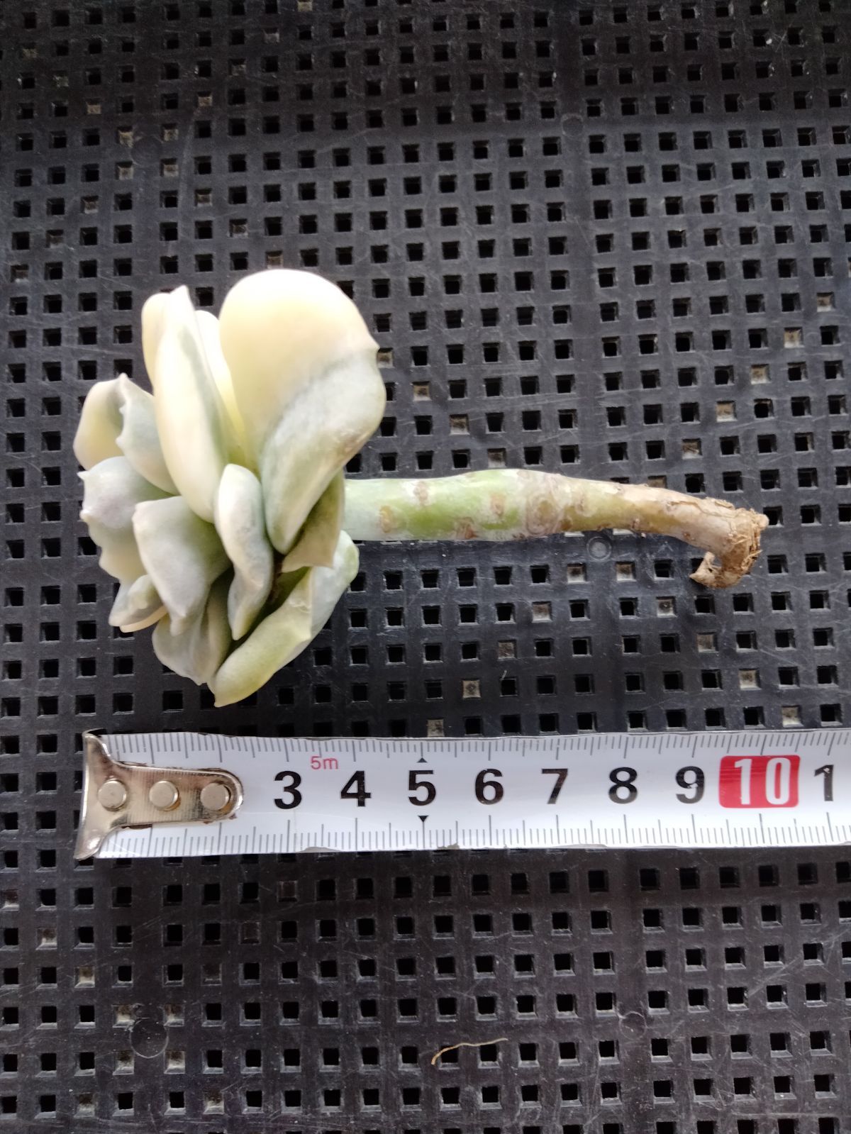 多肉植物 バンプラブリーローズ錦 - メルカリ