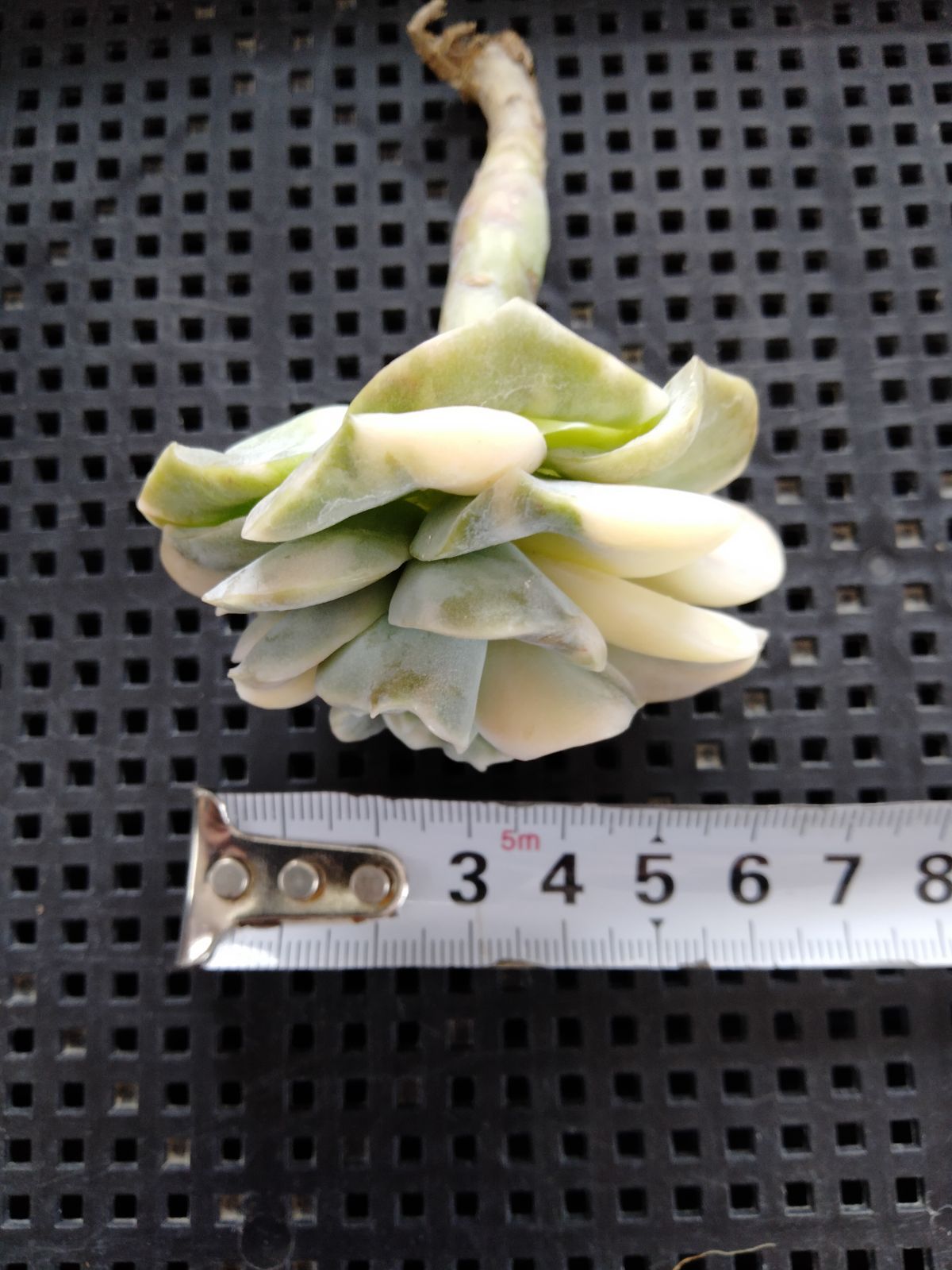 多肉植物 バンプラブリーローズ錦 - メルカリ