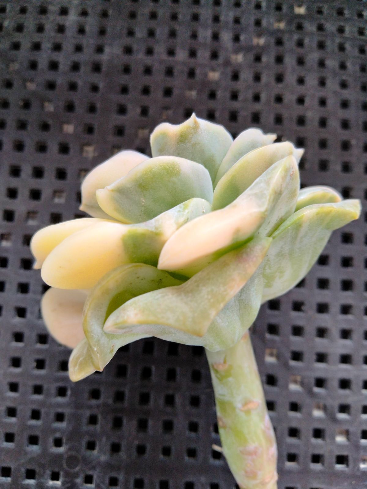 多肉植物 バンプラブリーローズ錦 - メルカリ