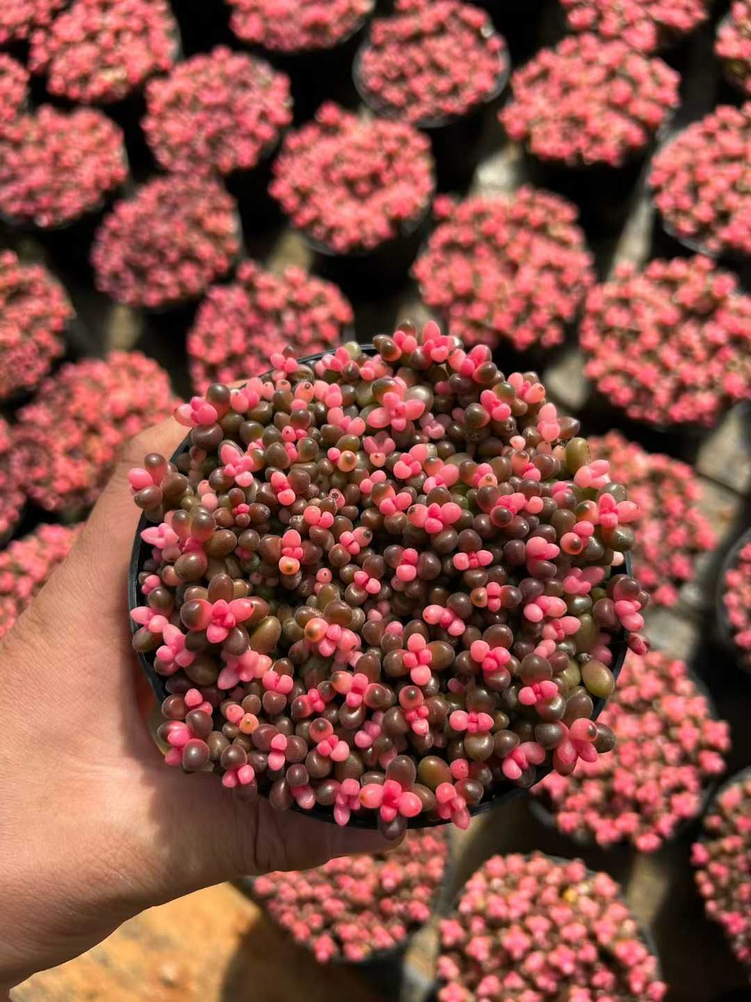 15鉢の土鉢付きセット】サンゴタマ 多肉植物 佐川急便発送 エケベリア