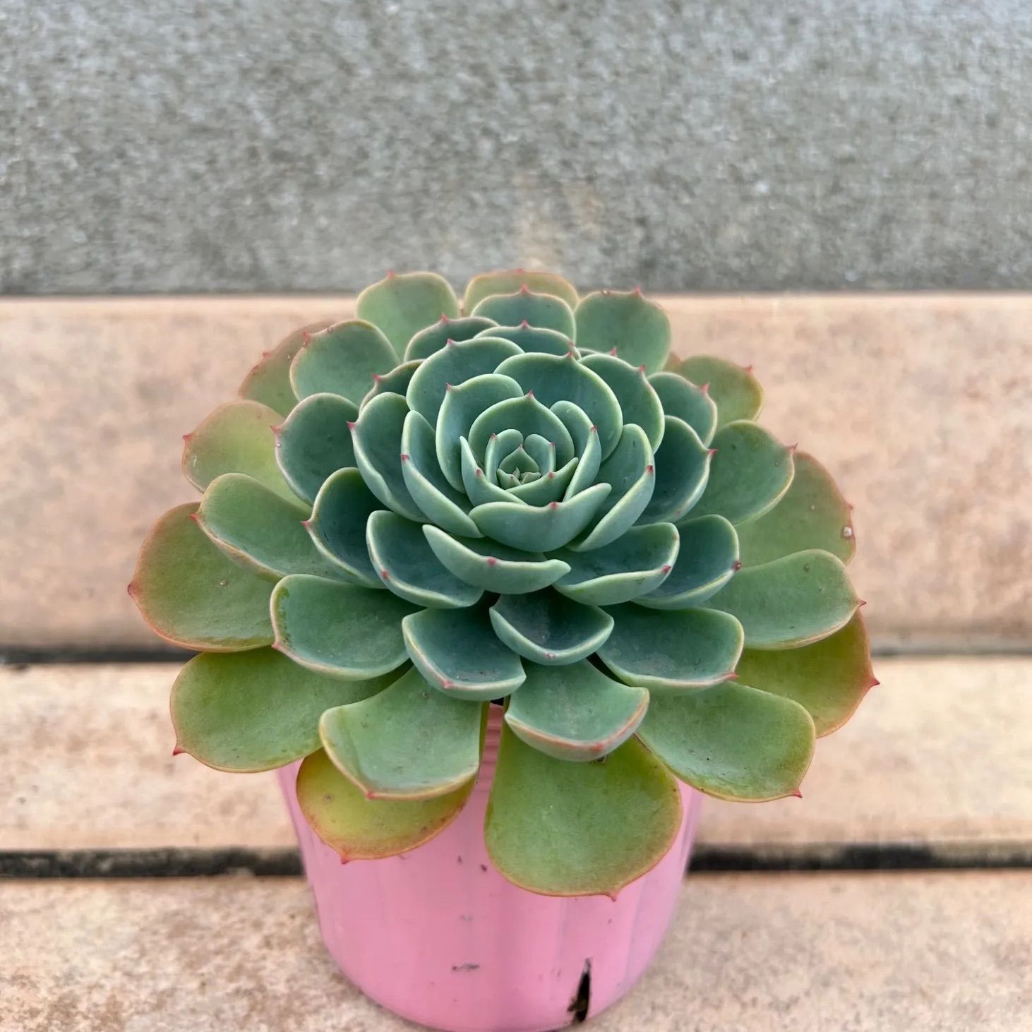 多肉植物 七福神③ 子株付き 抜き苗 - メルカリ