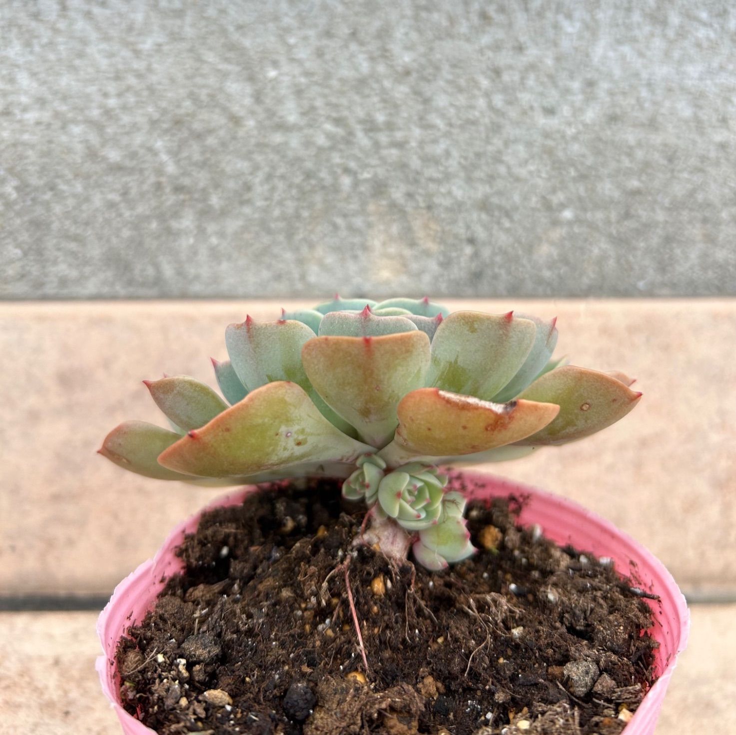 多肉植物 七福神③ 子株付き 抜き苗 - メルカリ