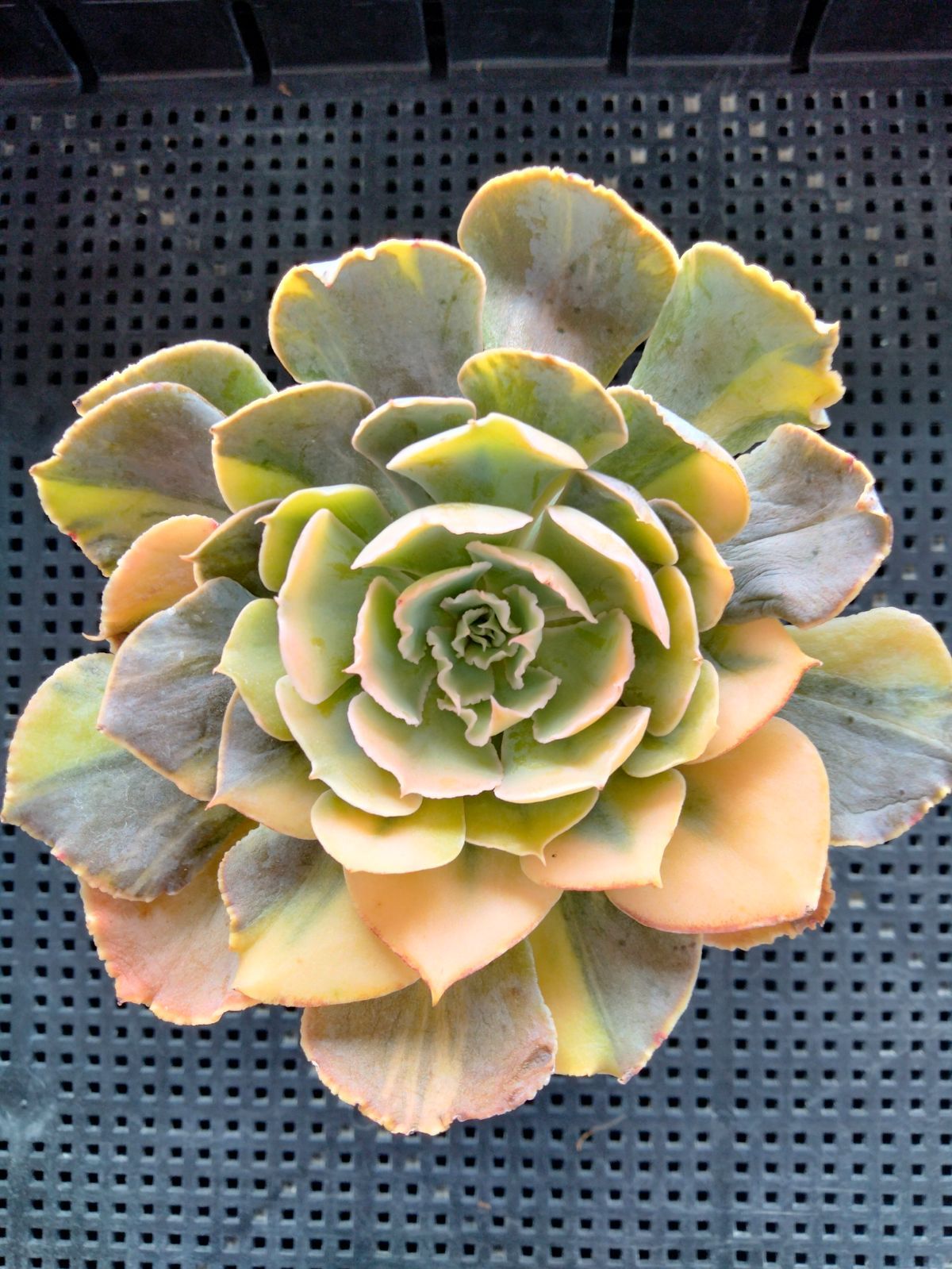 多肉植物　シャビアナ錦 多肉植物 速達付き シャビアナ錦 - メルカリ