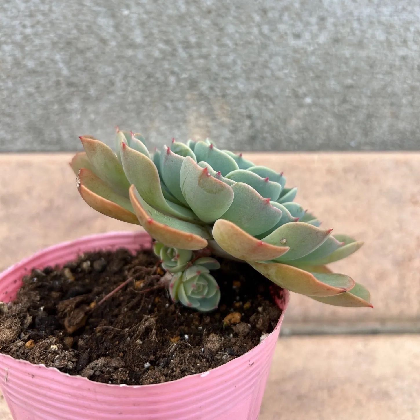 多肉植物 七福神③ 子株付き 抜き苗 - メルカリ