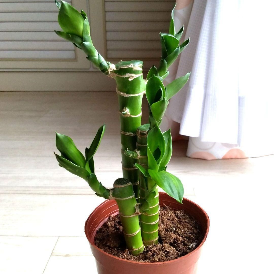 キングバンブー3本☆鉢植え☆ラッキーバンブー☆開運竹☆鉢を含め高さ
