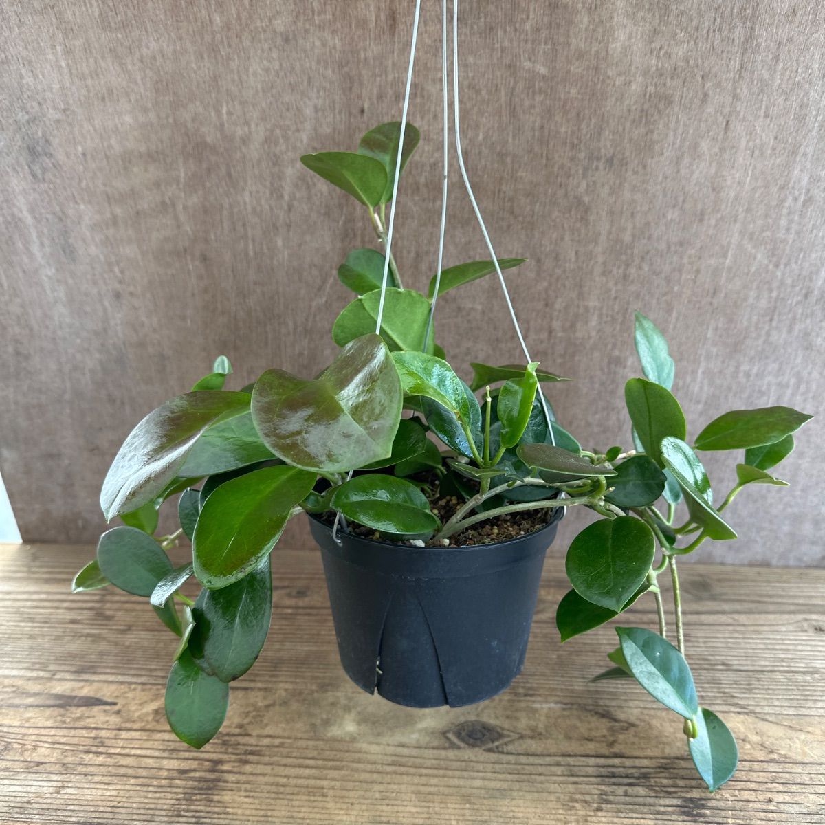 ホヤ オーストラリス 現品 Hoya australis lisa サクララン 桜蘭 観葉