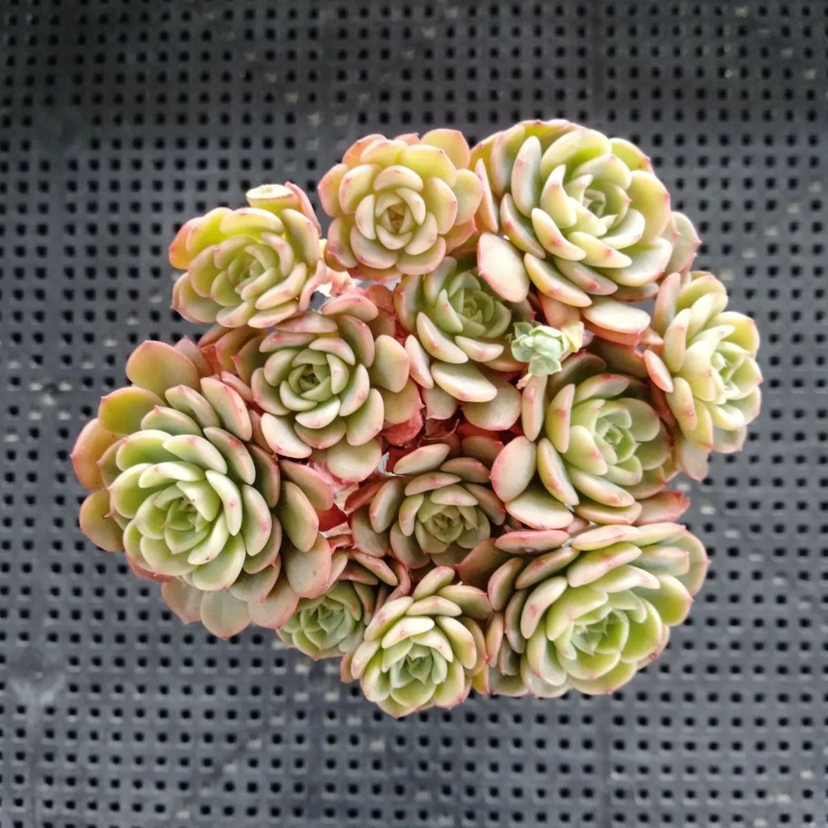 多肉植物 シュガーベイビー - メルカリ