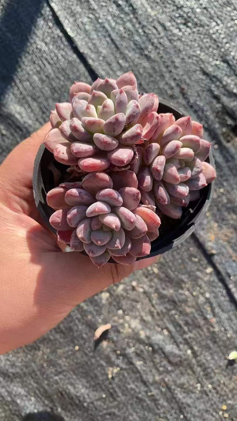 新入荷 ピンクジェニー RC 苗 抜き苗 多肉植物 詰め合わせ アエオニウム エケベリア サボテン 韓国苗