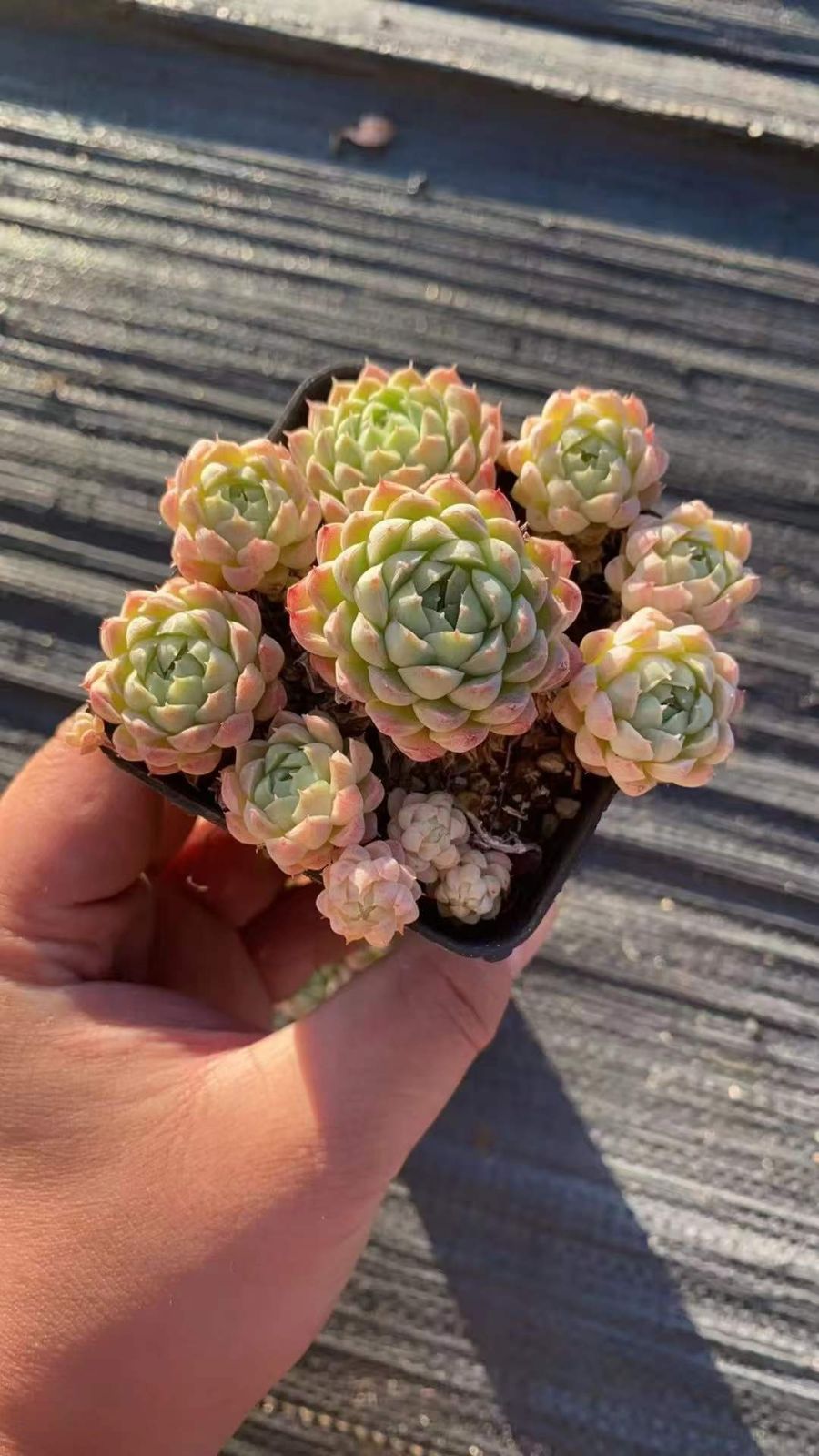 新入荷 ラノリンボール RC2237×32苗 抜き苗 多肉植物 詰め合わせ