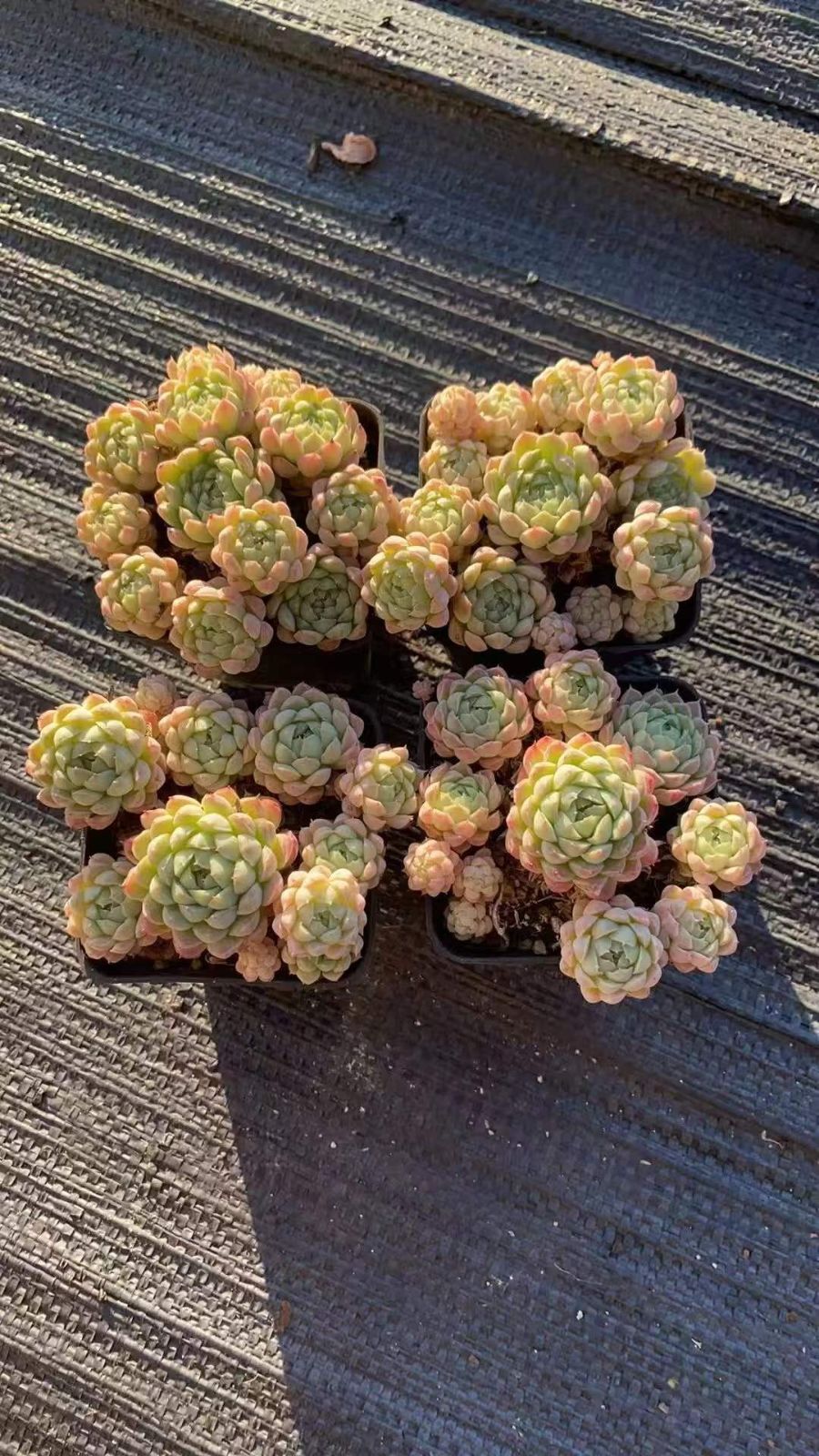 新入荷 ラノリンボール RC2237×32苗 抜き苗 多肉植物 詰め合わせ