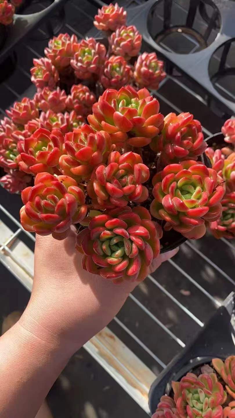 新入荷 ファンタ RC 2233 12苗 抜き苗 多肉植物 詰め合わせ アエオニウム エケベリア サボテン 韓国苗