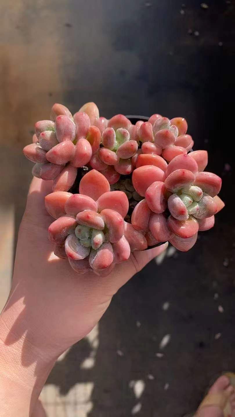 新入荷 ピンクラクジン RC 2232 18苗 抜き苗 多肉植物 詰め合わせ アエオニウム エケベリア サボテン 韓国苗