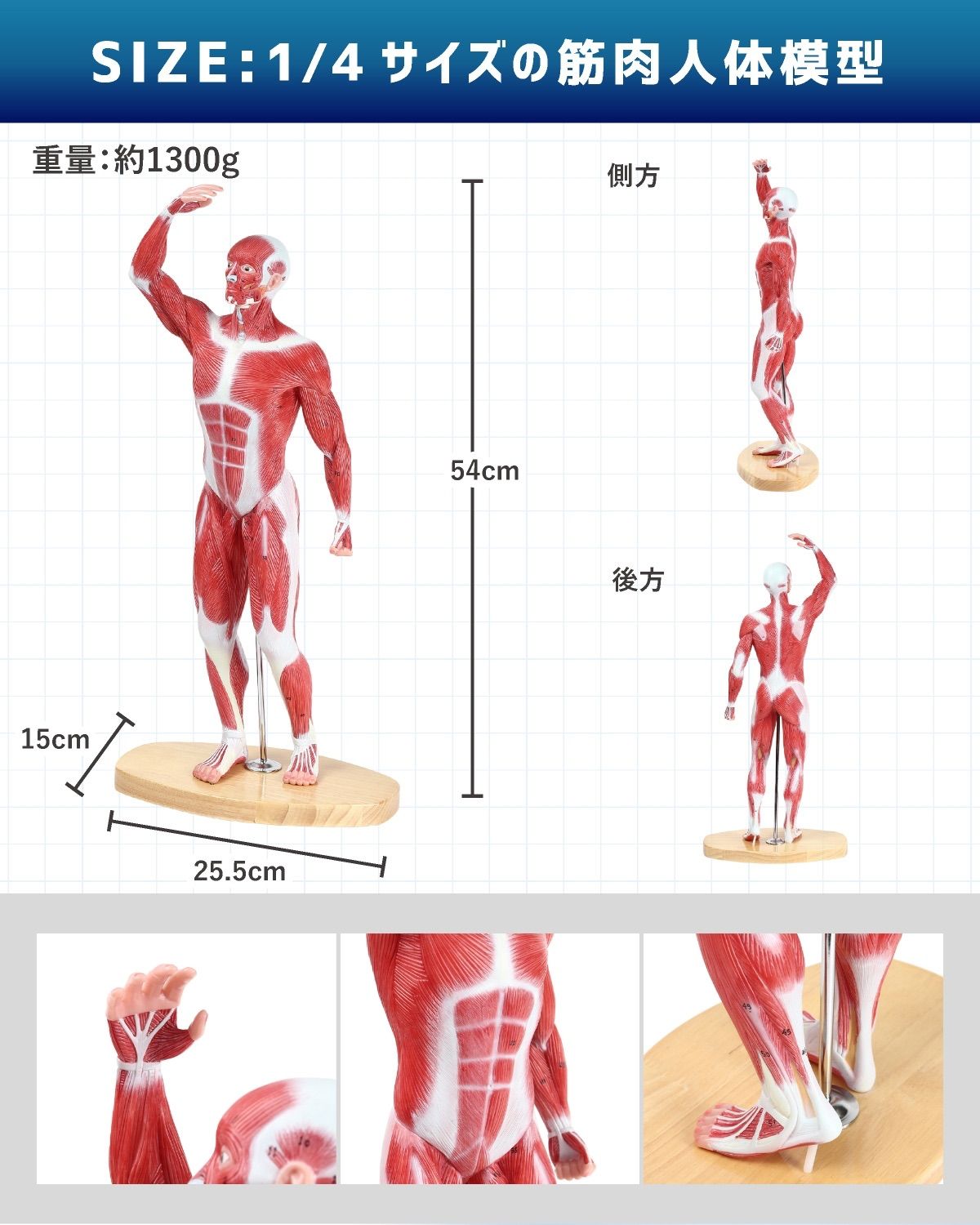 人体模型 【アウトレット】KIYOMARU 54cmのリアルな筋肉人体模型