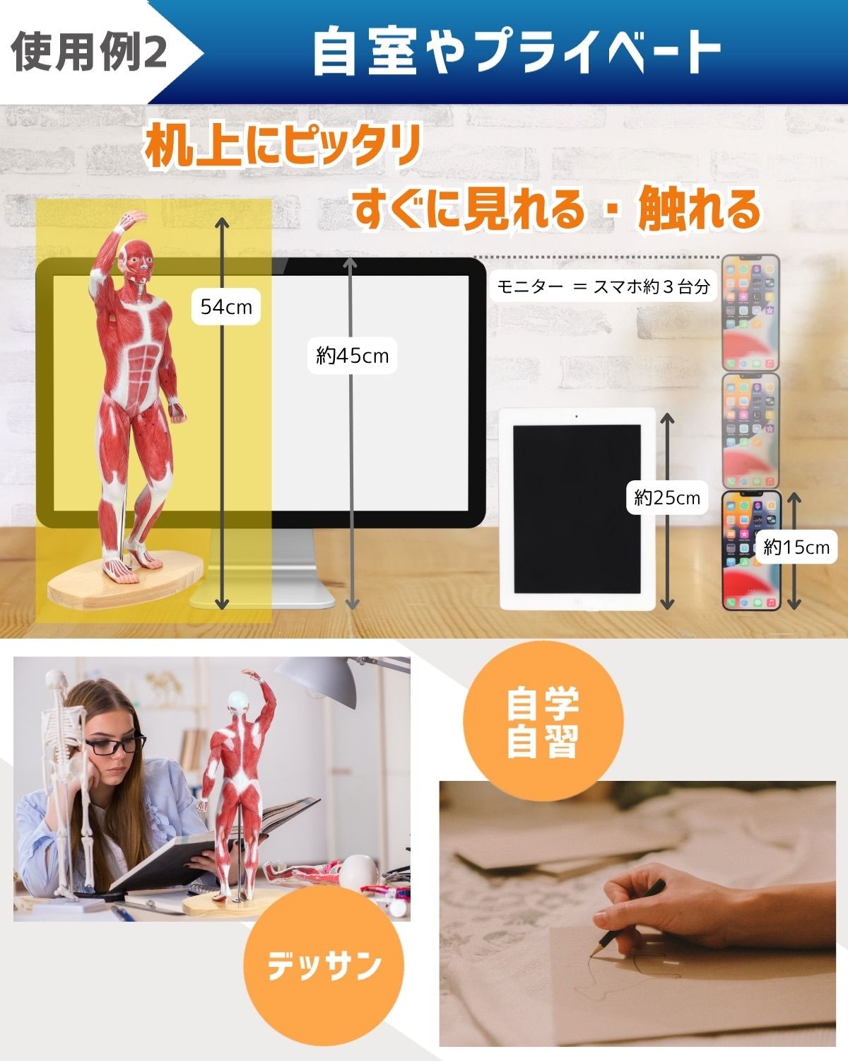 人体模型 【アウトレット】KIYOMARU 54cmのリアルな筋肉人体模型