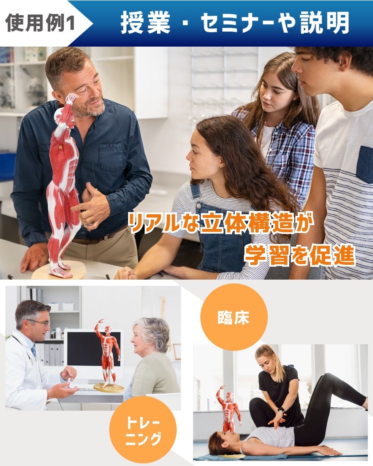 人体模型 【アウトレット】KIYOMARU 54cmのリアルな筋肉人体模型