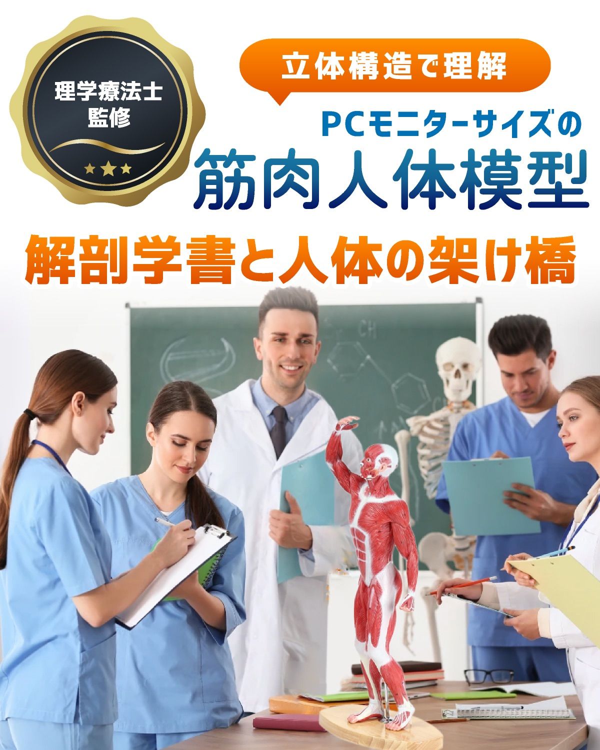 人体模型 【アウトレット】KIYOMARU 54cmのリアルな筋肉人体模型