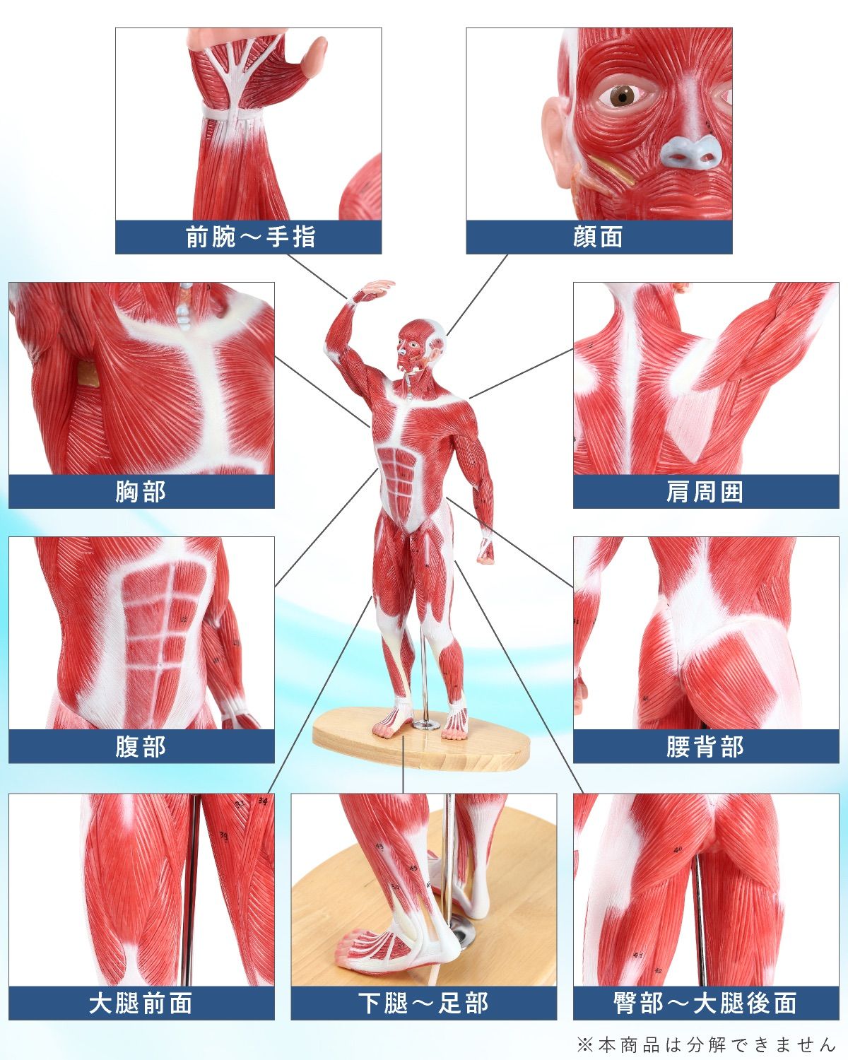 KIYOMARU 54cm リアル 筋肉人体模型 約1/4サイズ 立体構造 人体模型 【アウトレット】KIYOMARU 54cmのリアルな筋肉人体模型