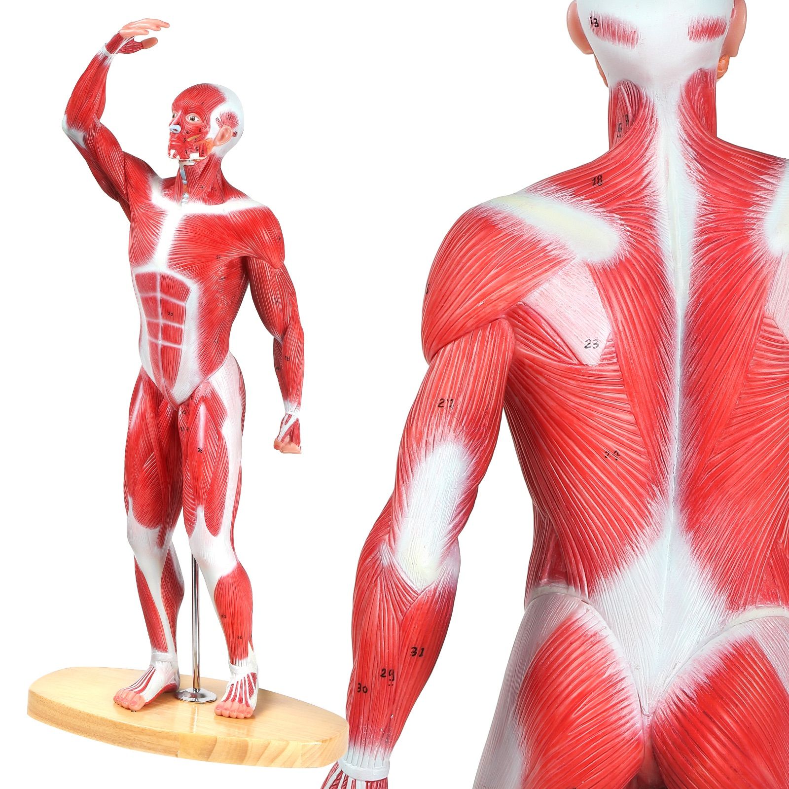 美品 KIYOMARU 54cm リアル 筋肉人体模型 約1/4サイズ 立体構造 人体模型 【アウトレット】KIYOMARU 54cmのリアルな筋肉人体模型