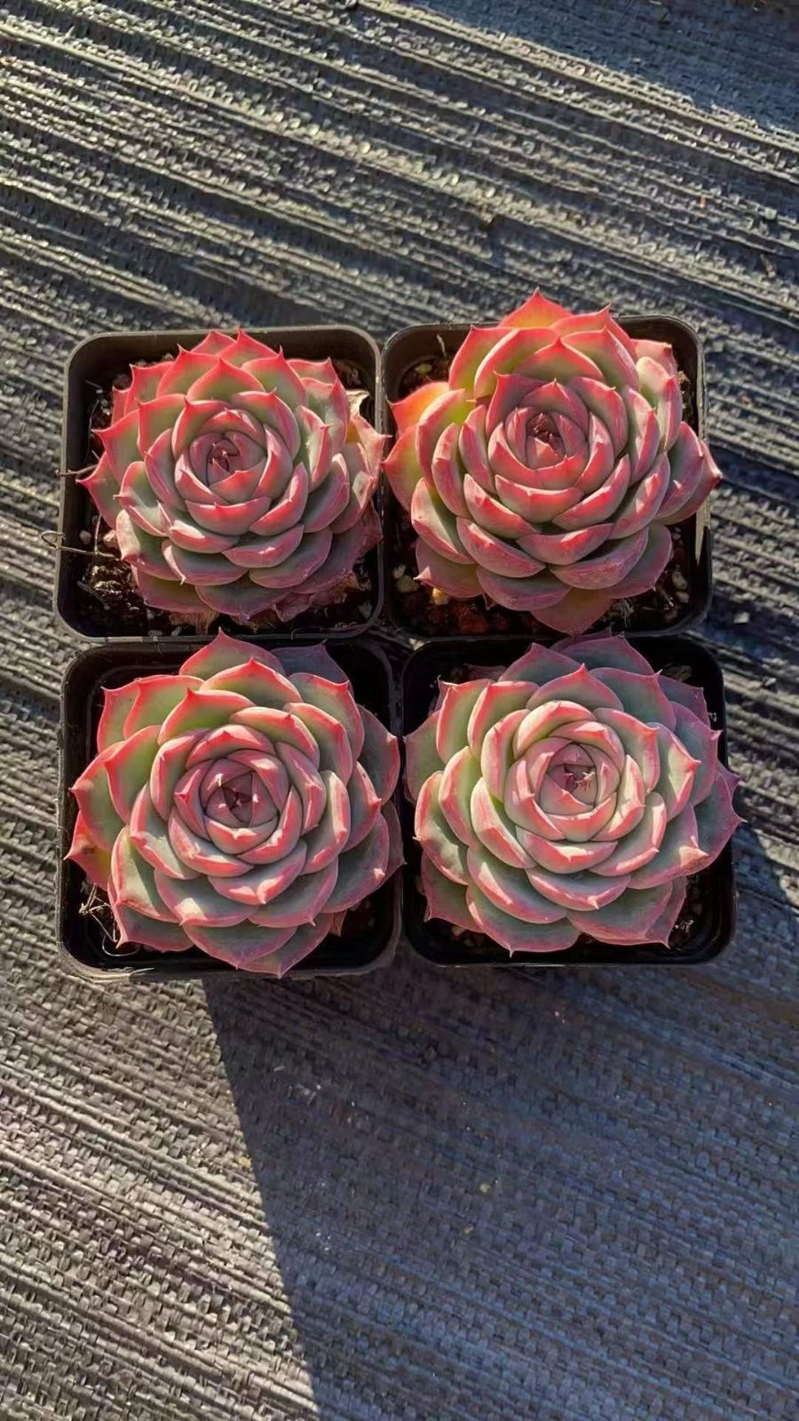 新入荷 ピンククリスタル RC2213×50苗 抜き苗 多肉植物 詰め合わせ