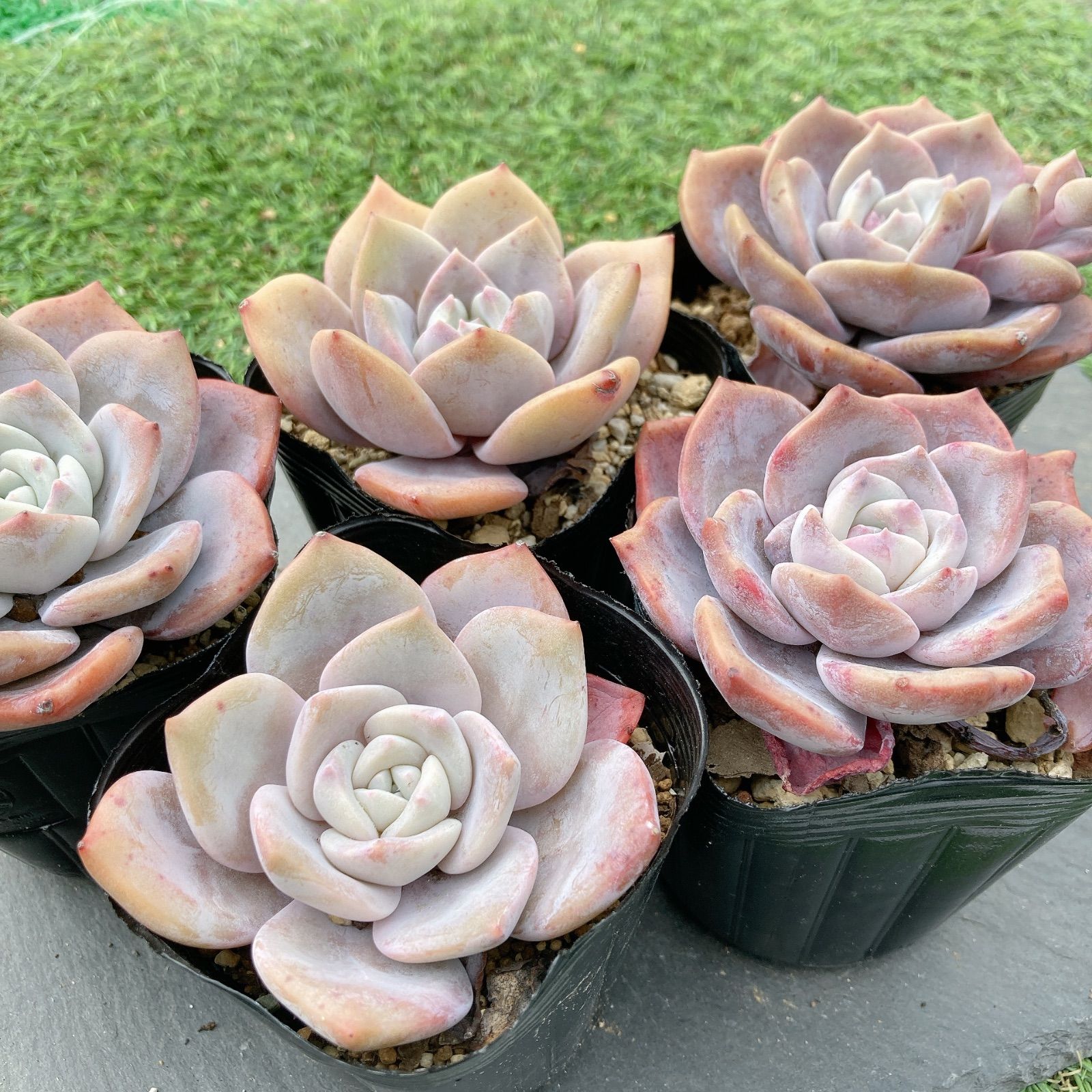 多肉植物☆サクラスノー☆ - メルカリ