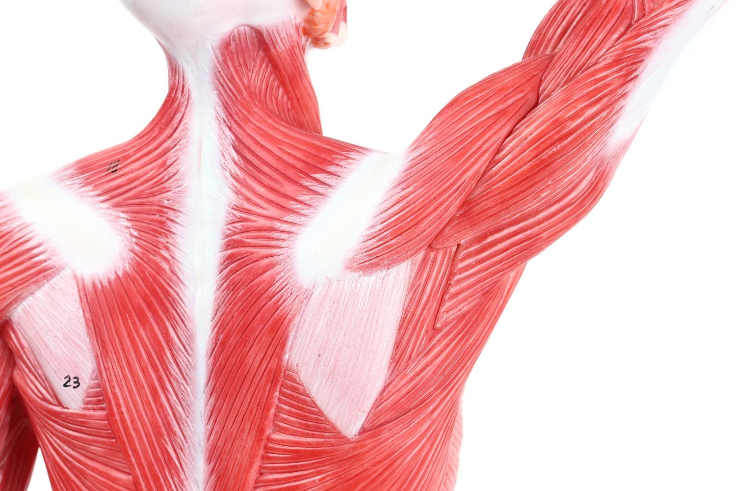 人体模型 【アウトレット】KIYOMARU 54cmのリアルな筋肉人体模型