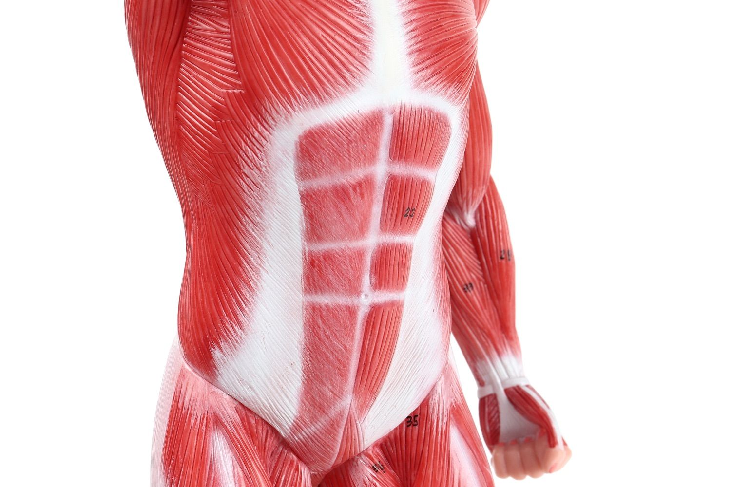 人体模型 【アウトレット】KIYOMARU 54cmのリアルな筋肉人体模型